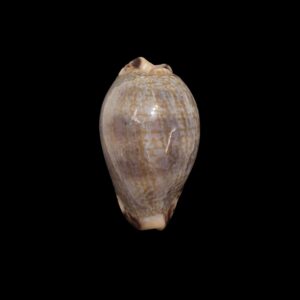 BC272 Pseudozonaria nigropunctata