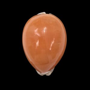 BC006 Callistocypraea aurantium - VERY HEAVY