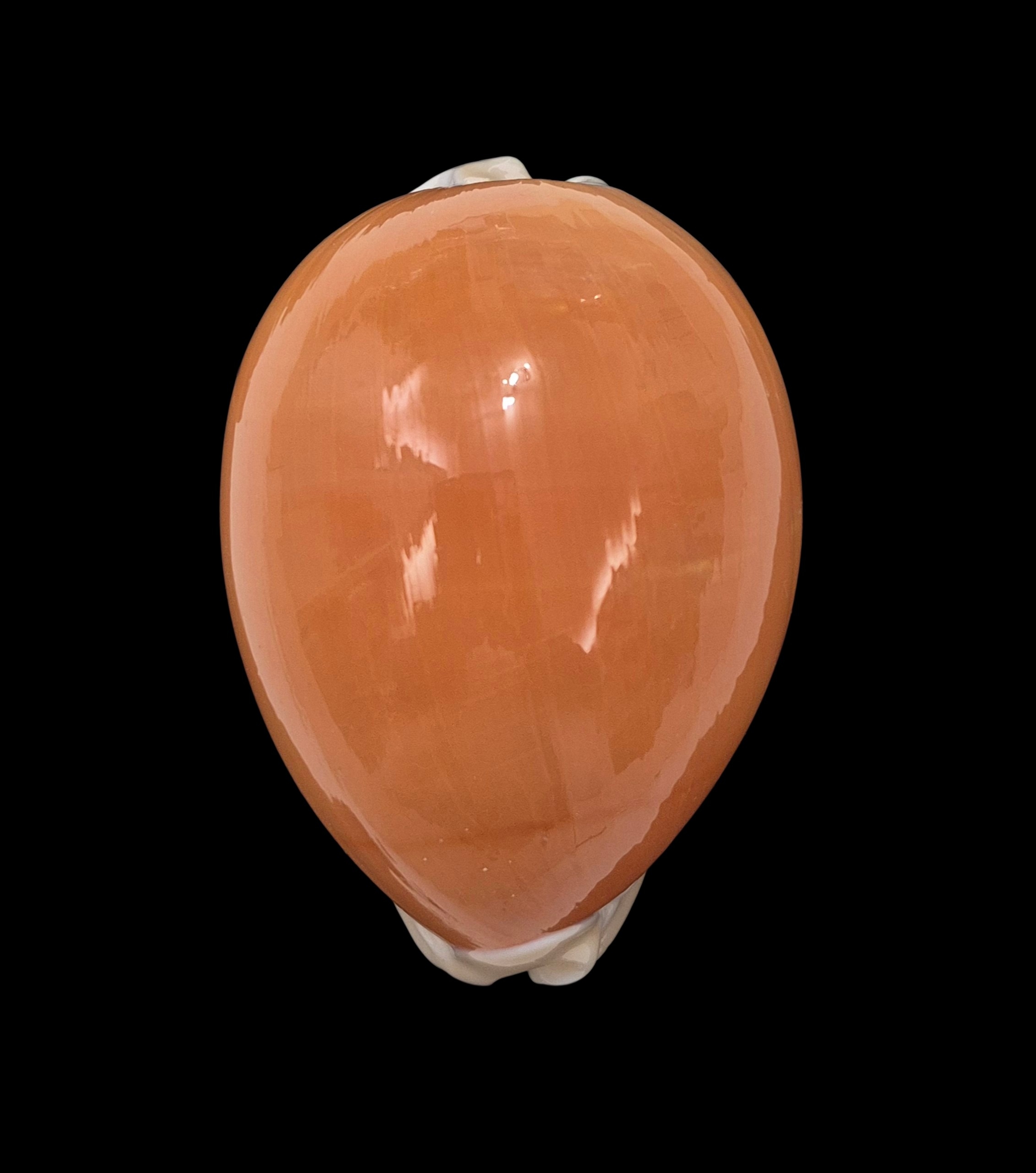 BC006 Callistocypraea aurantium - VERY HEAVY - Image 6