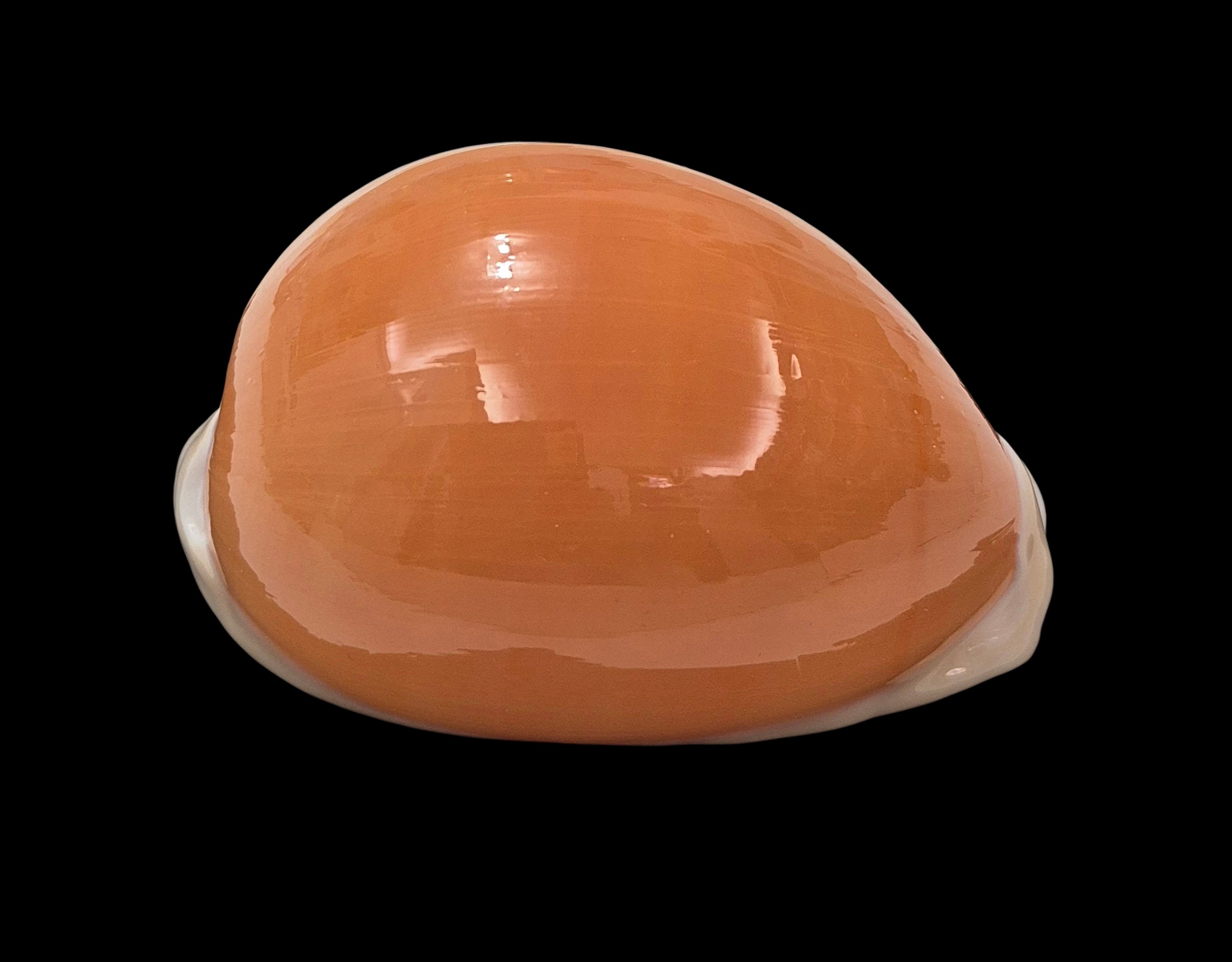 BC006 Callistocypraea aurantium - VERY HEAVY - Image 2