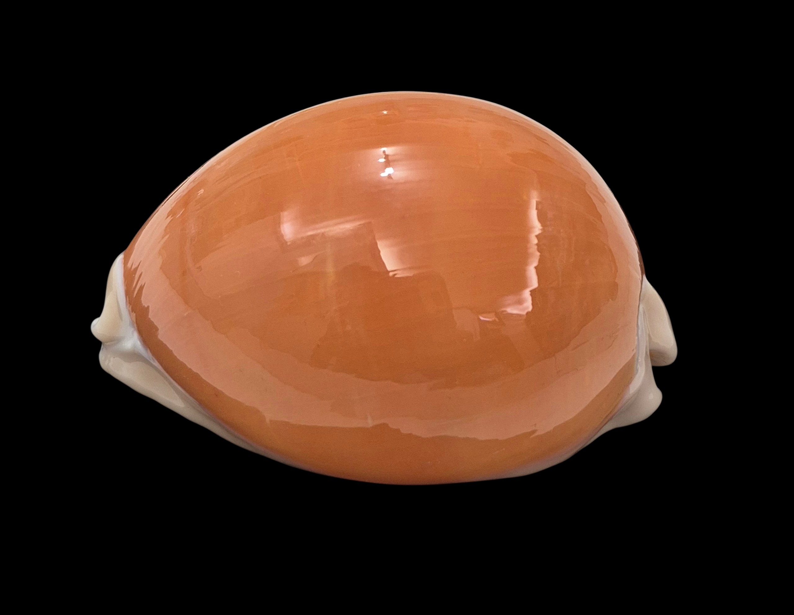 BC006 Callistocypraea aurantium - VERY HEAVY - Image 3