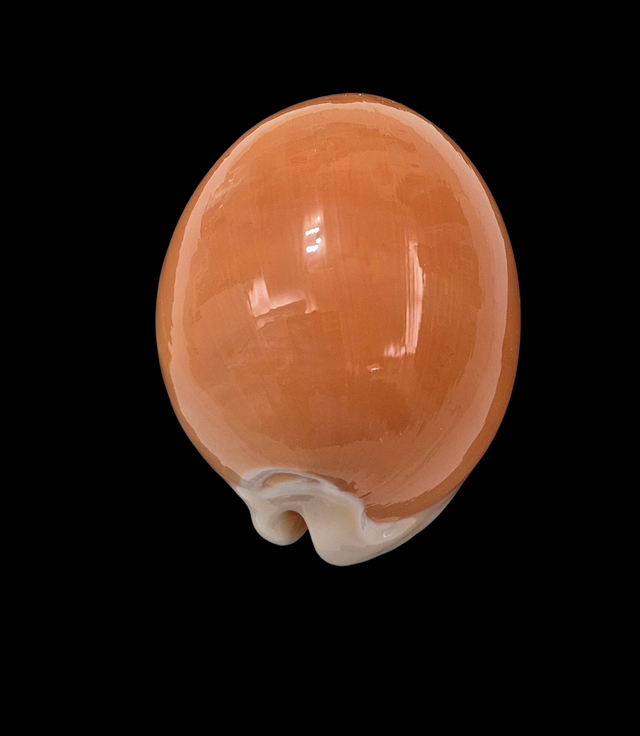 BC006 Callistocypraea aurantium - VERY HEAVY - Image 4