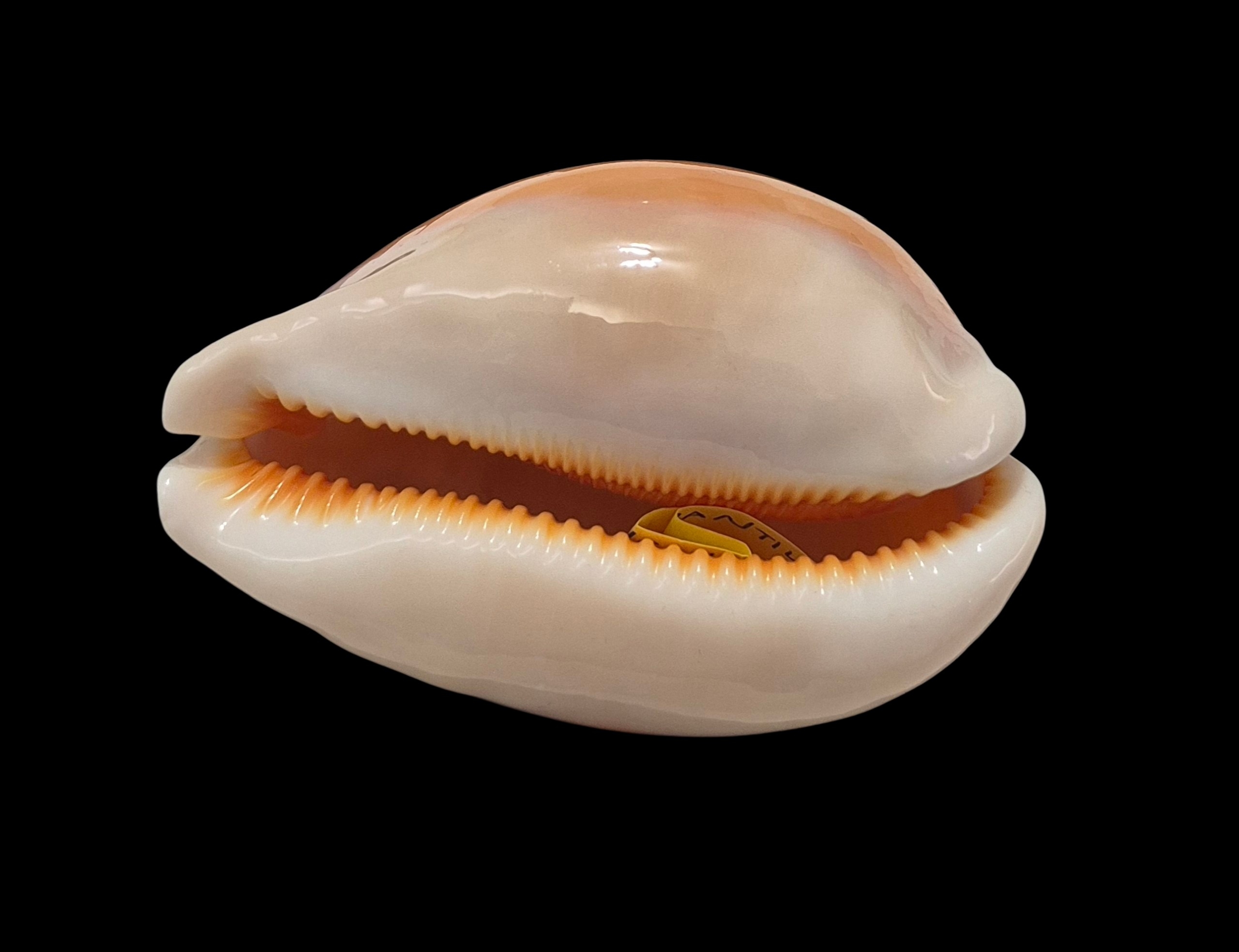 BC006 Callistocypraea aurantium - VERY HEAVY - Image 5