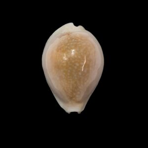 BC240 Naria miliaris bonfantinii