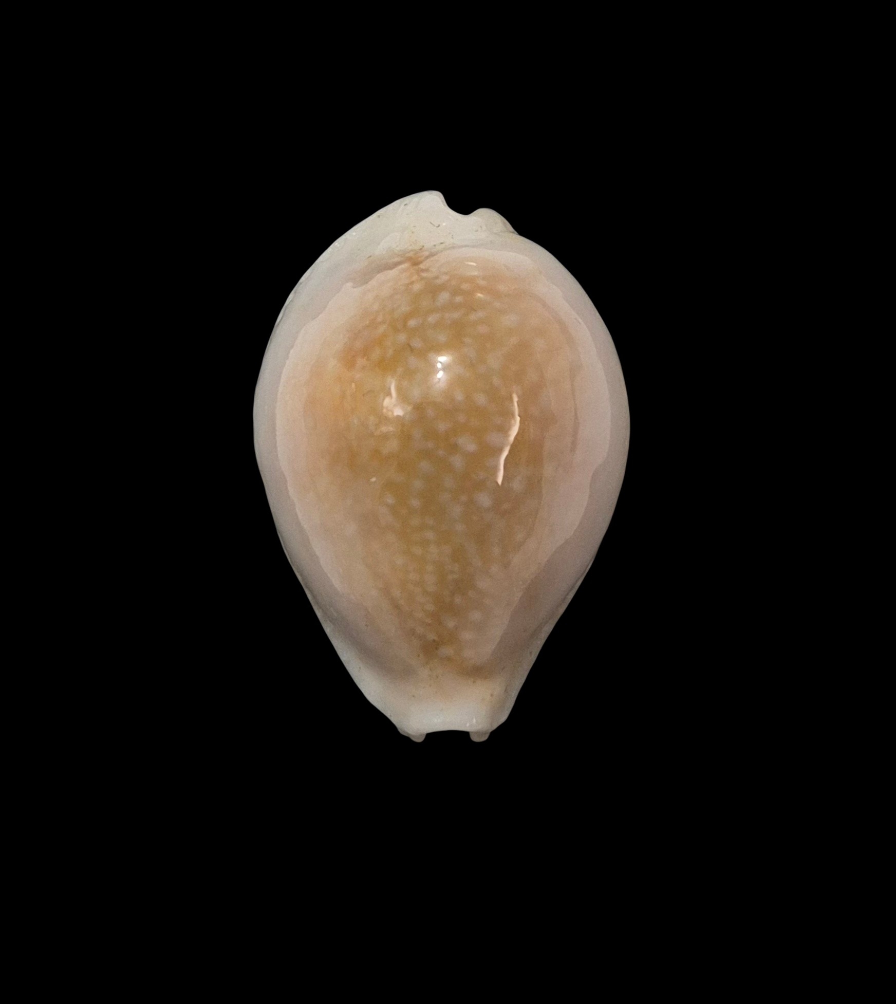 BC240 Naria miliaris bonfantinii