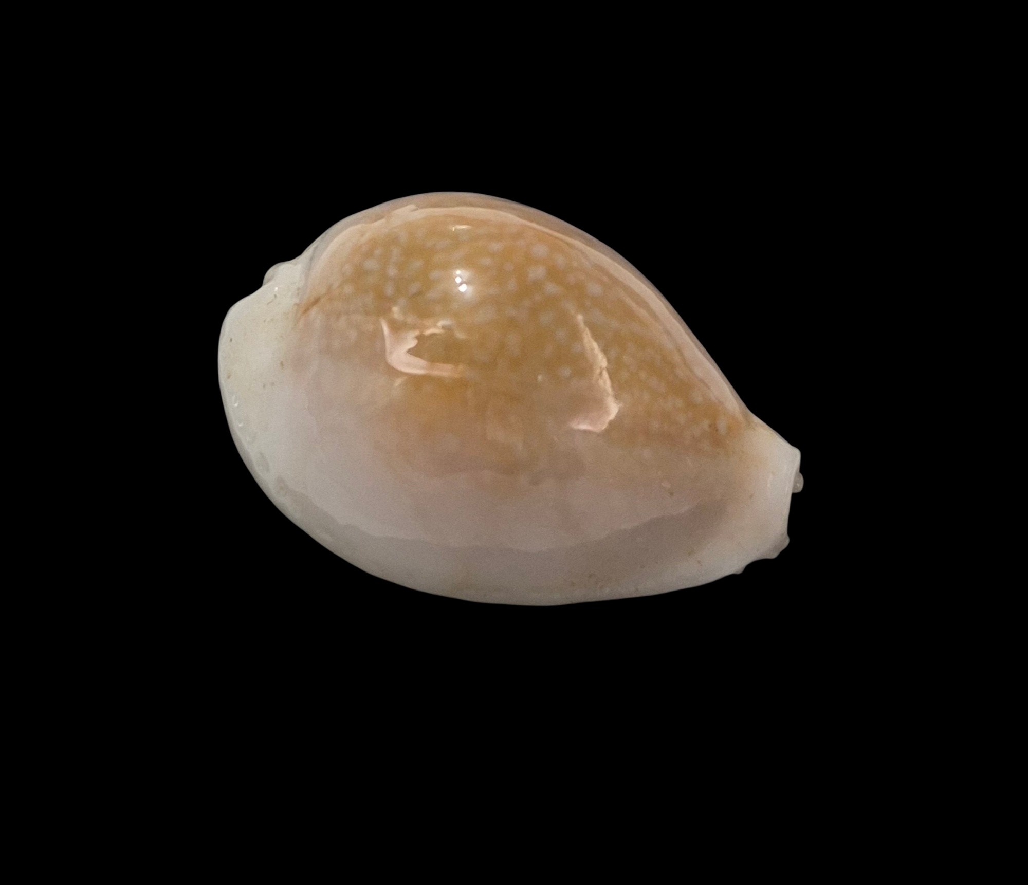 BC240 Naria miliaris bonfantinii - Image 2