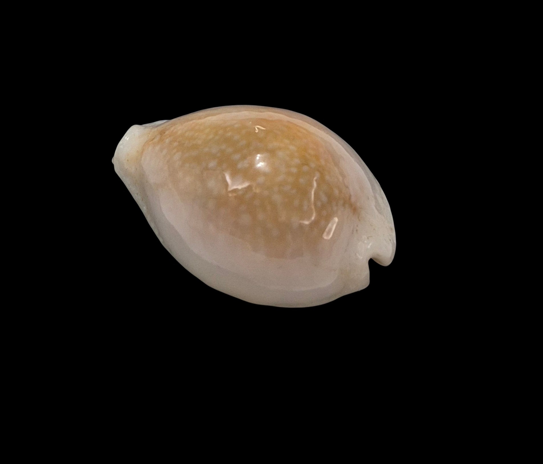 BC240 Naria miliaris bonfantinii - Image 3