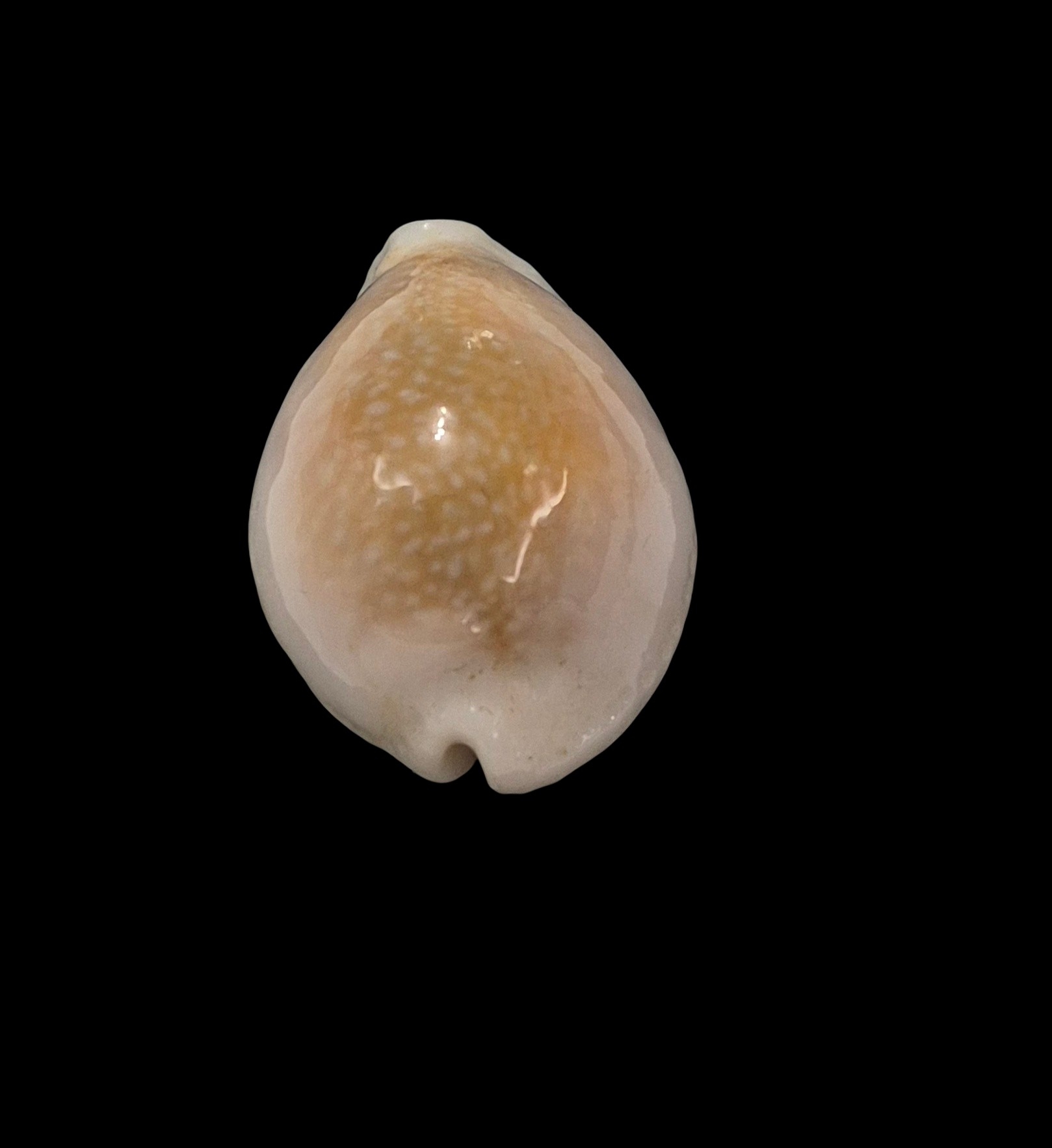 BC240 Naria miliaris bonfantinii - Image 4