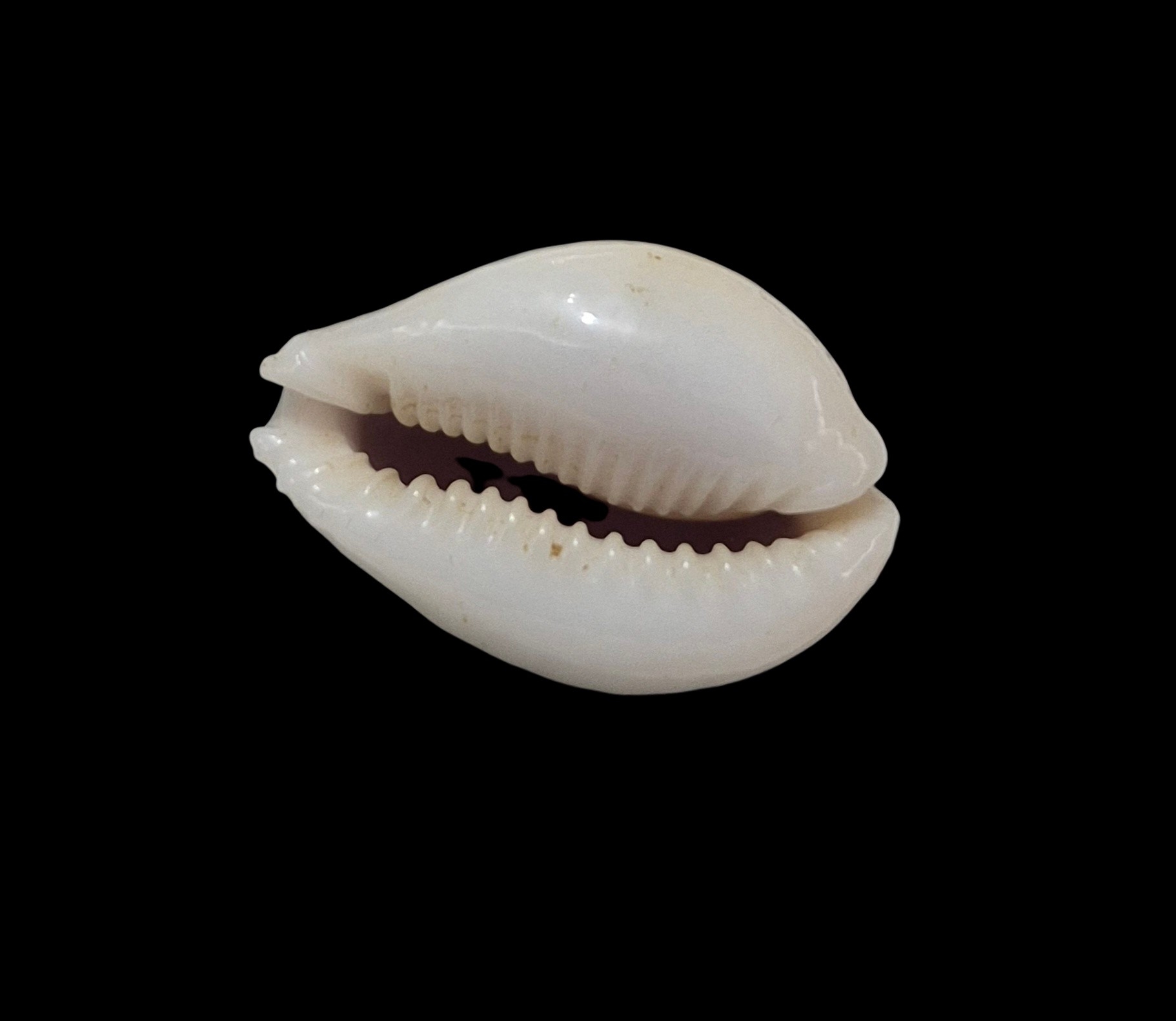 BC240 Naria miliaris bonfantinii - Image 5