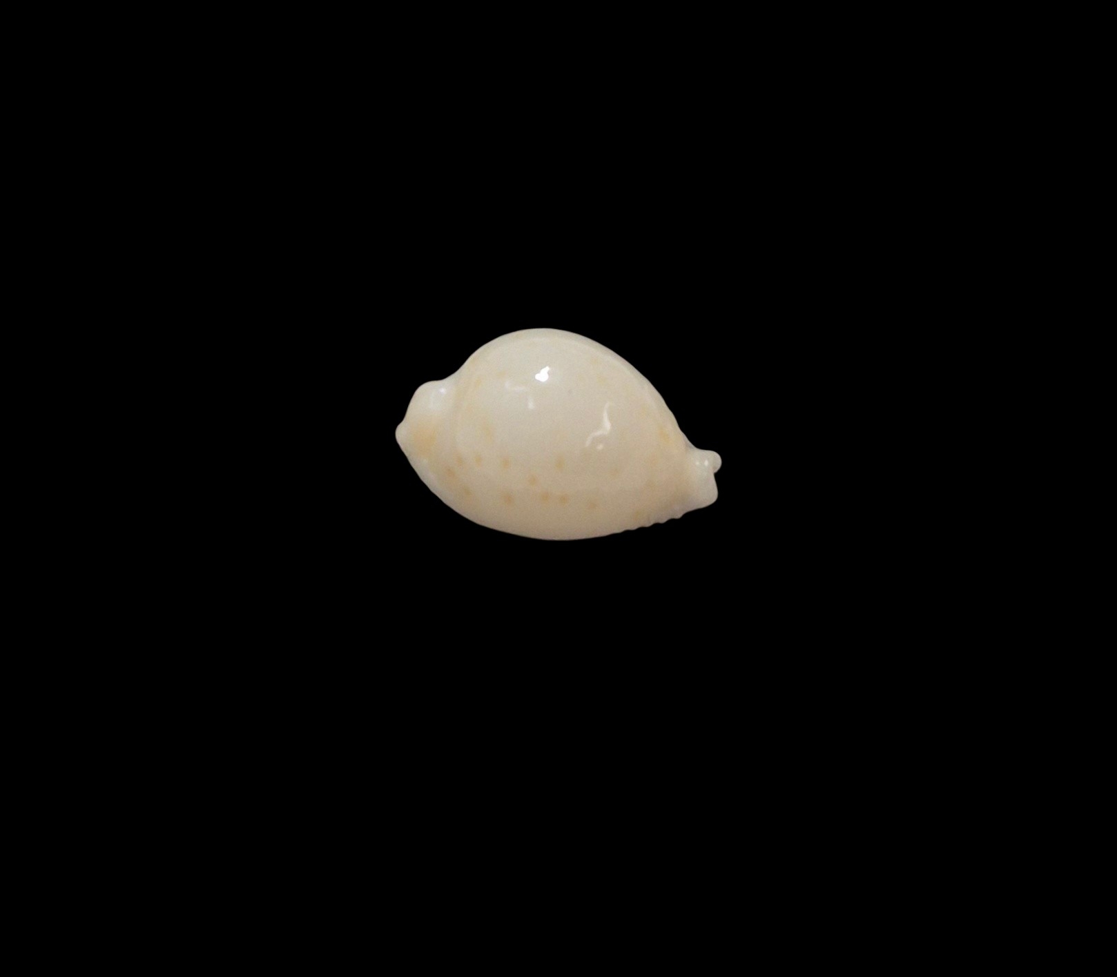 BC040 Pustularia mauiensis wattsi - SELDOM OFFERED - Image 2