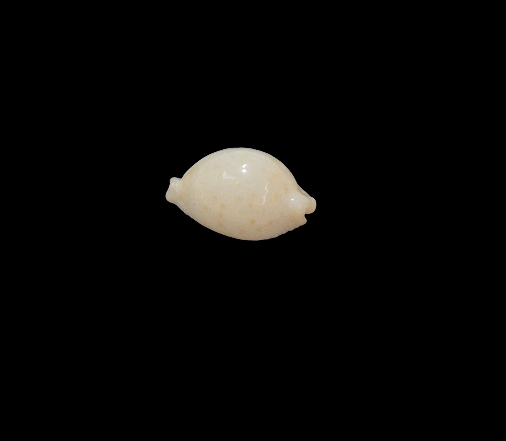 BC040 Pustularia mauiensis wattsi - SELDOM OFFERED - Image 3