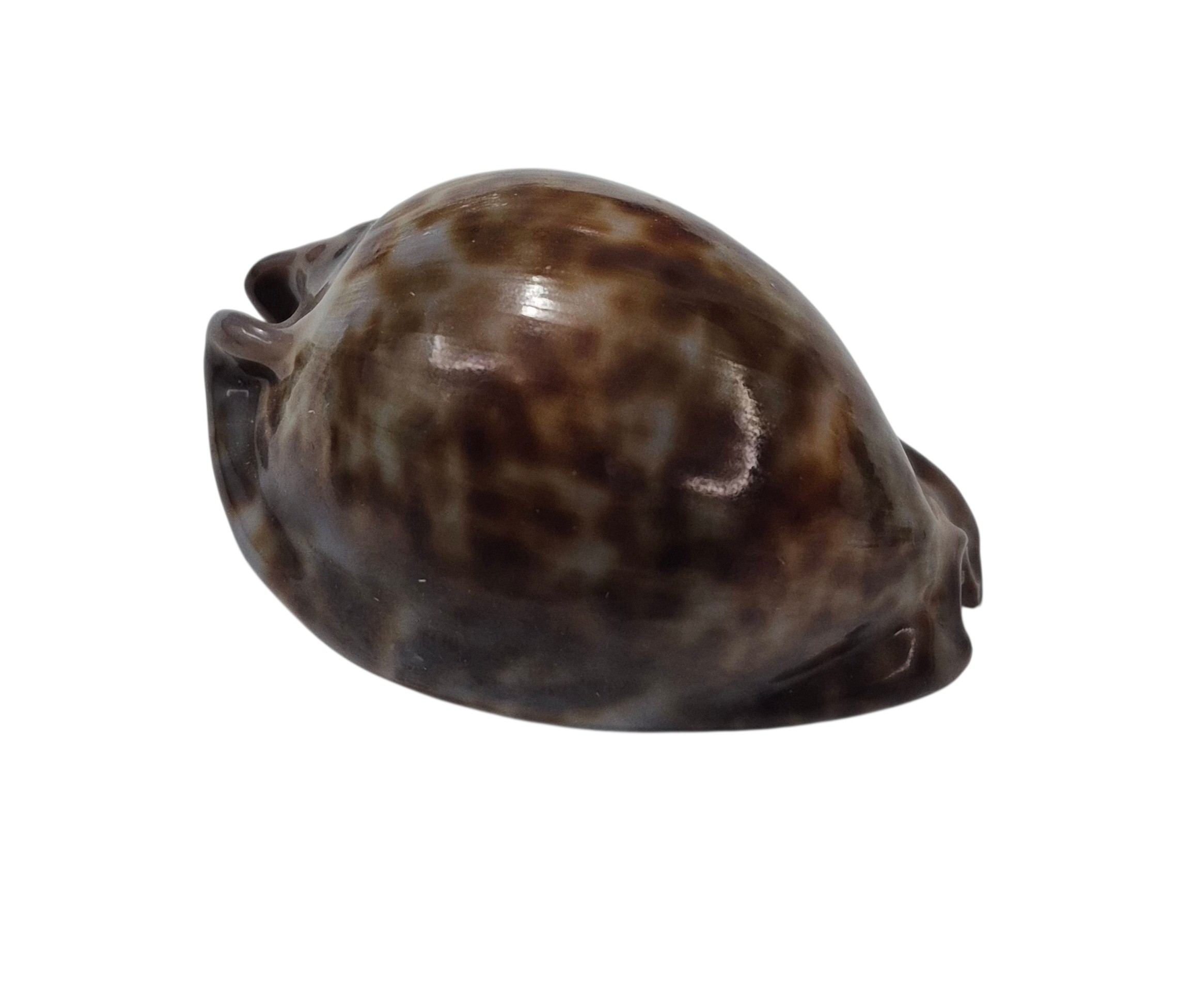 BC194 Trona stercoraria f. minima - Image 2