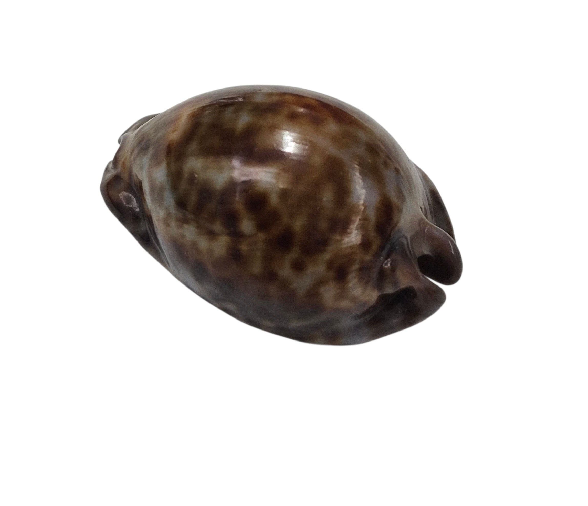 BC194 Trona stercoraria f. minima - Image 3