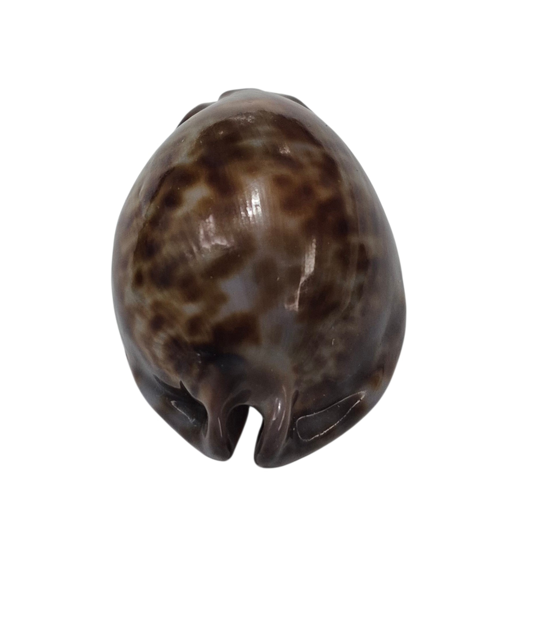 BC194 Trona stercoraria f. minima - Image 4
