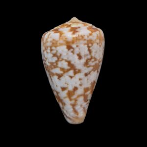 BC120 Conus ardisiaceus