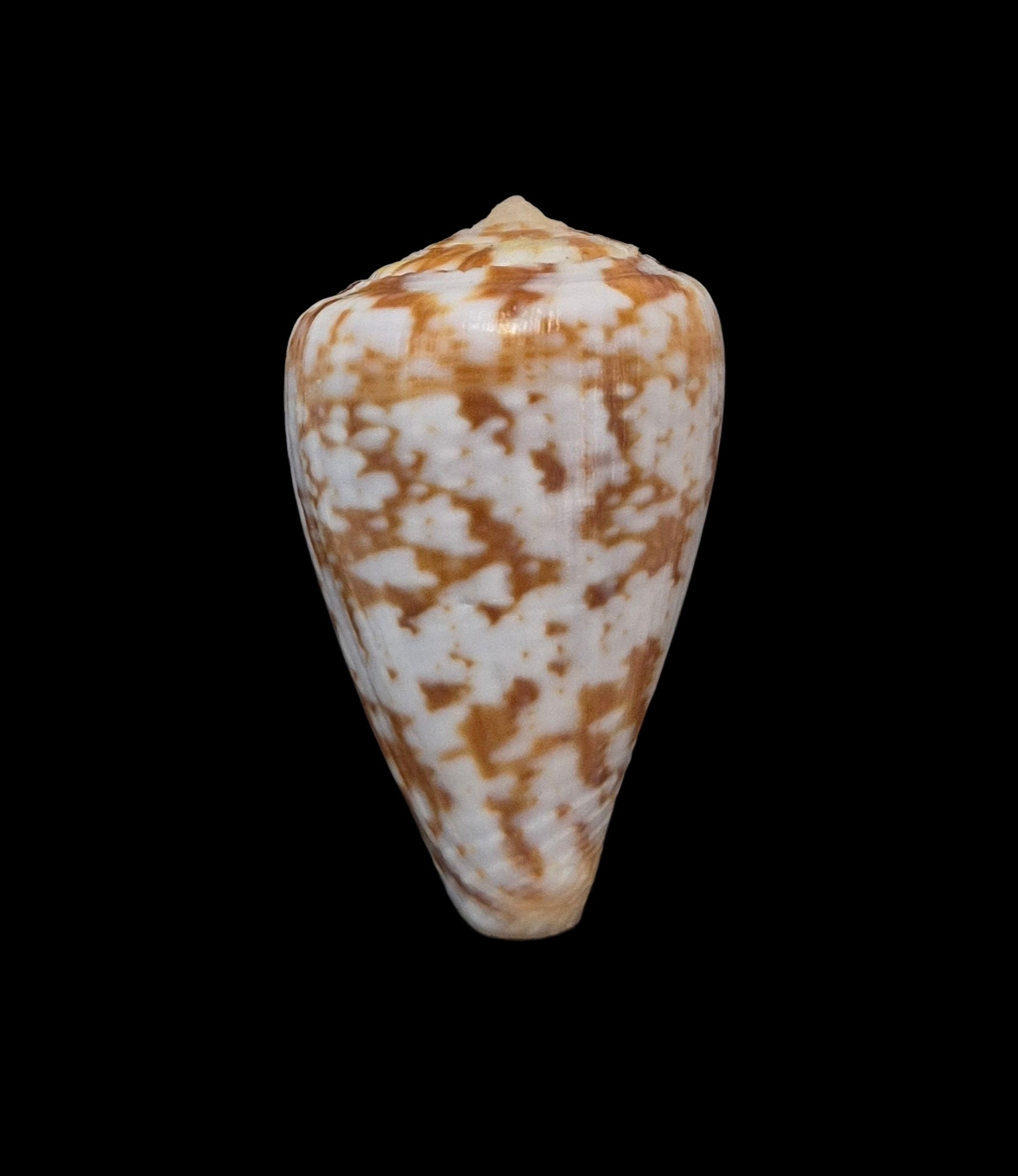BC120 Conus ardisiaceus