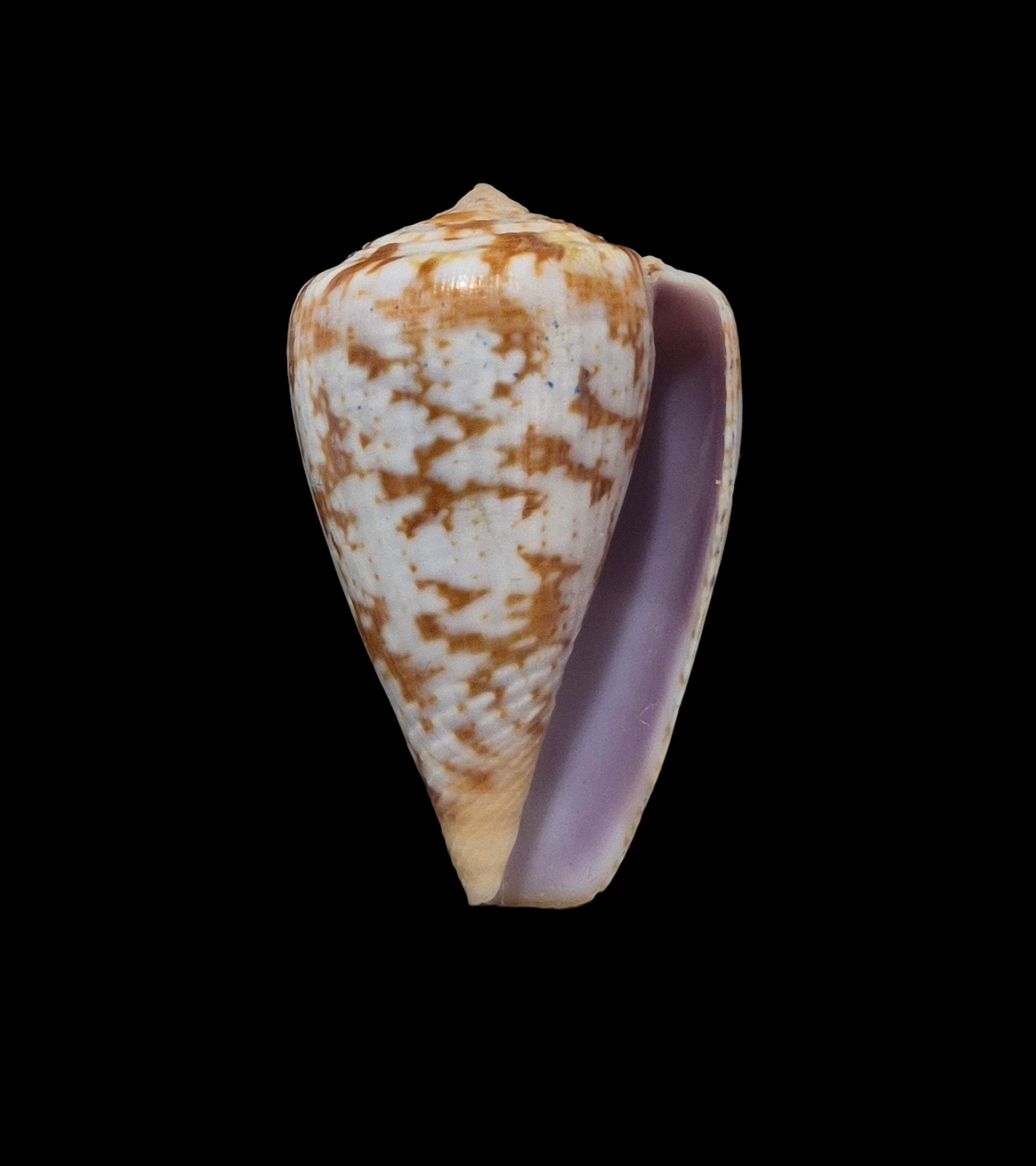 BC120 Conus ardisiaceus - Image 2