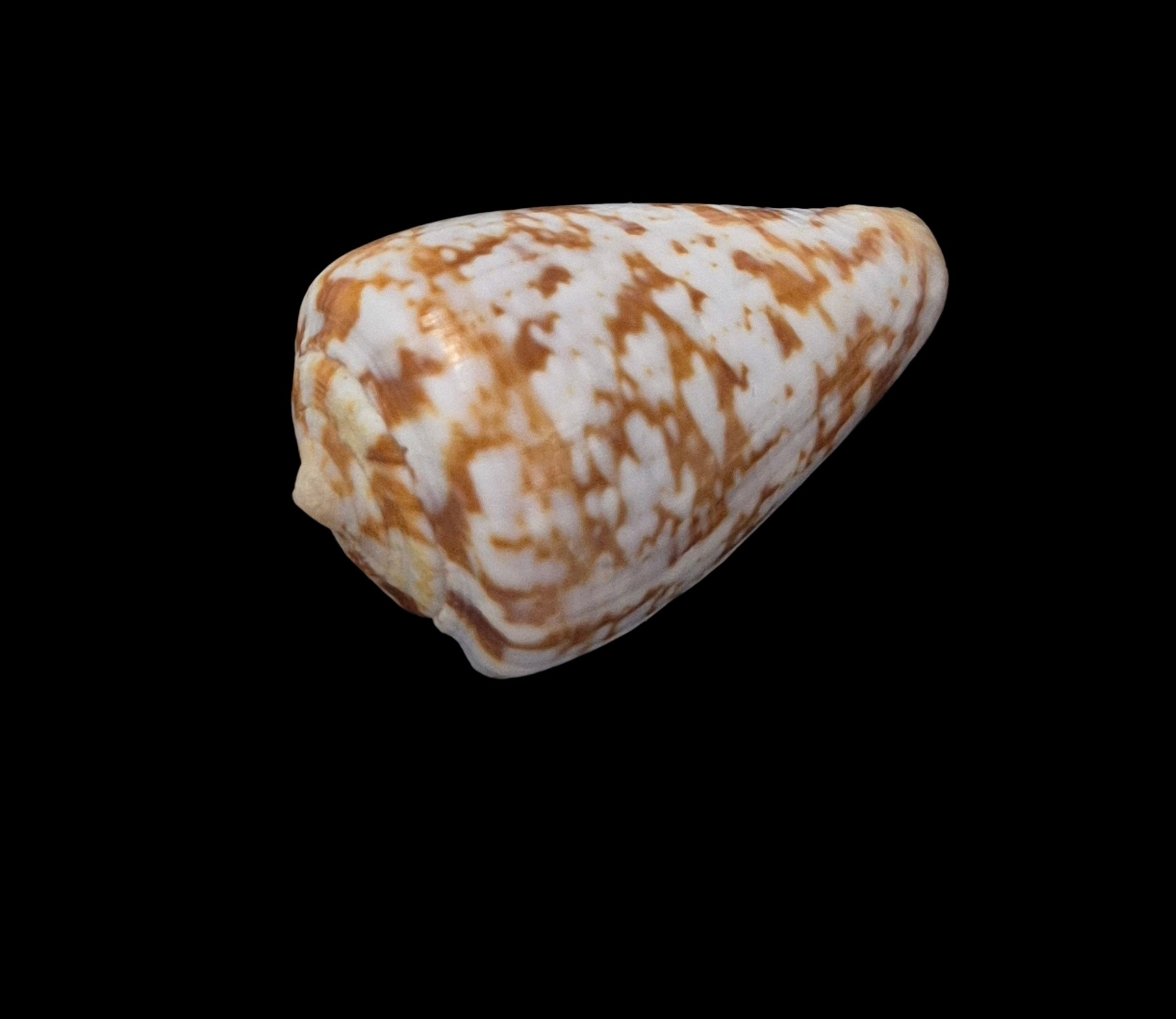 BC120 Conus ardisiaceus - Image 3