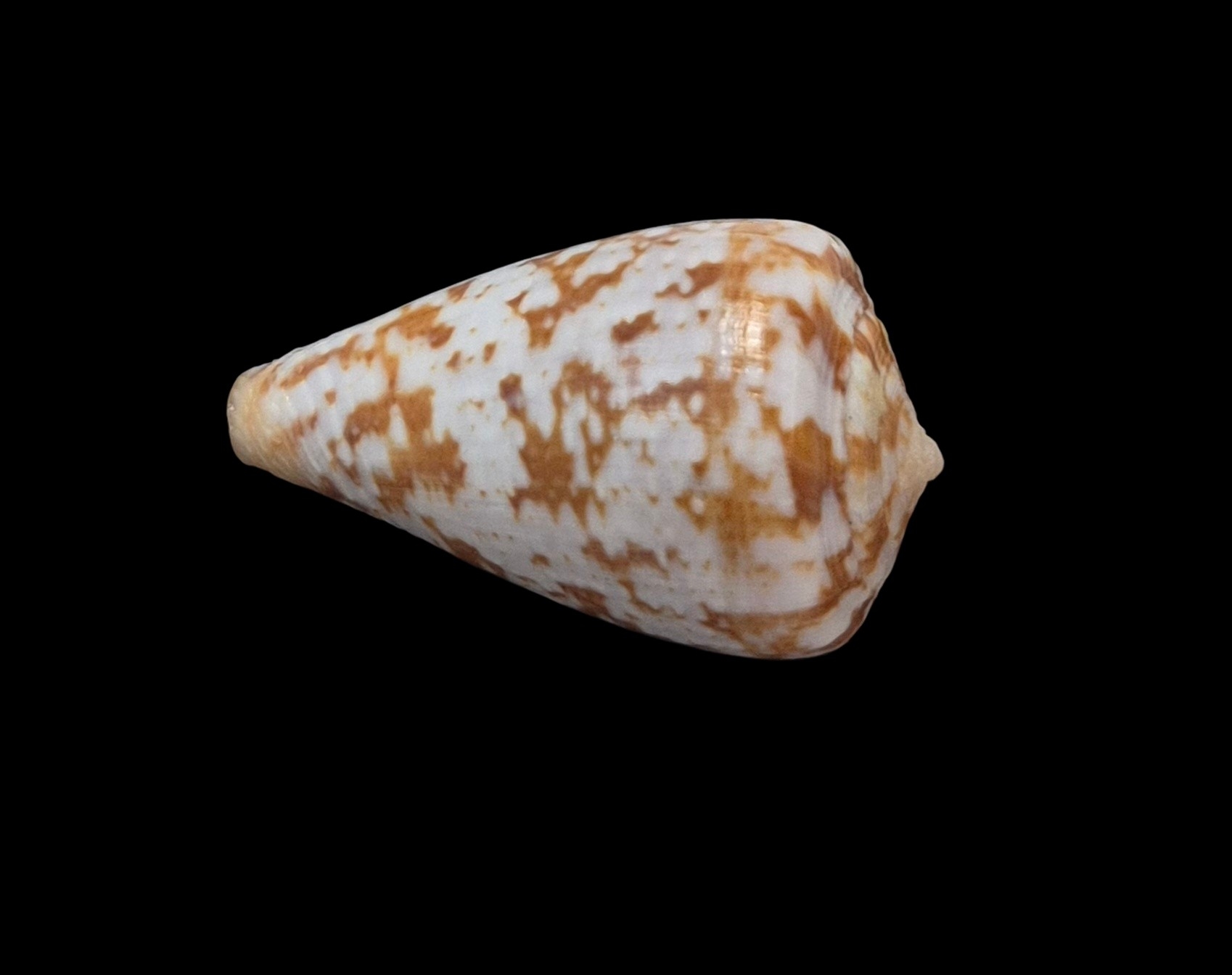 BC120 Conus ardisiaceus - Image 4