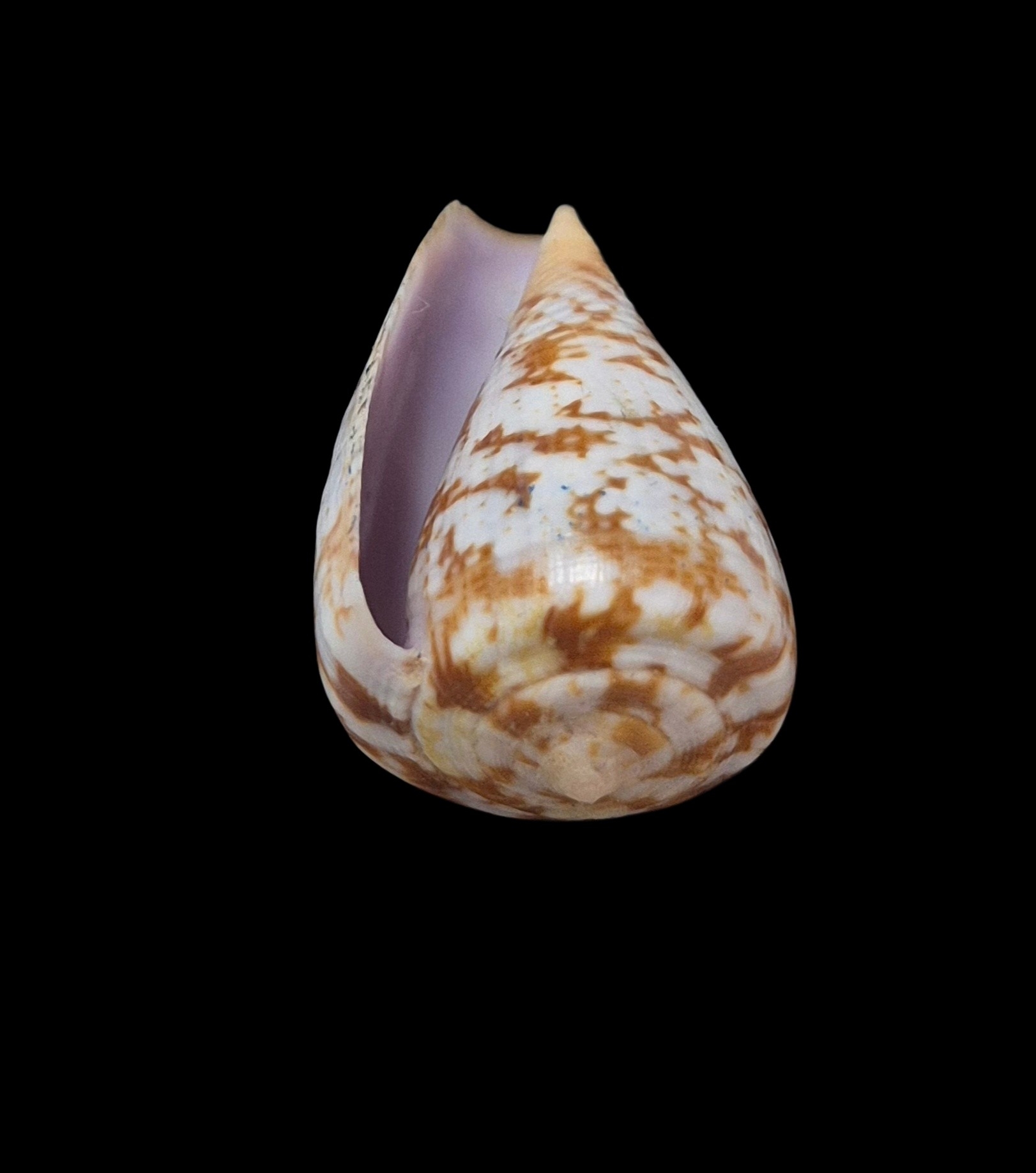 BC120 Conus ardisiaceus - Image 5