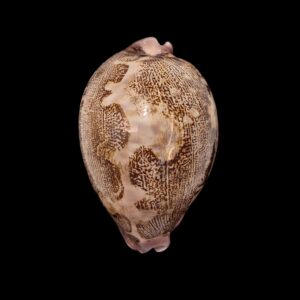 BC022 Leporicypraea mappa rosea f. singularis
