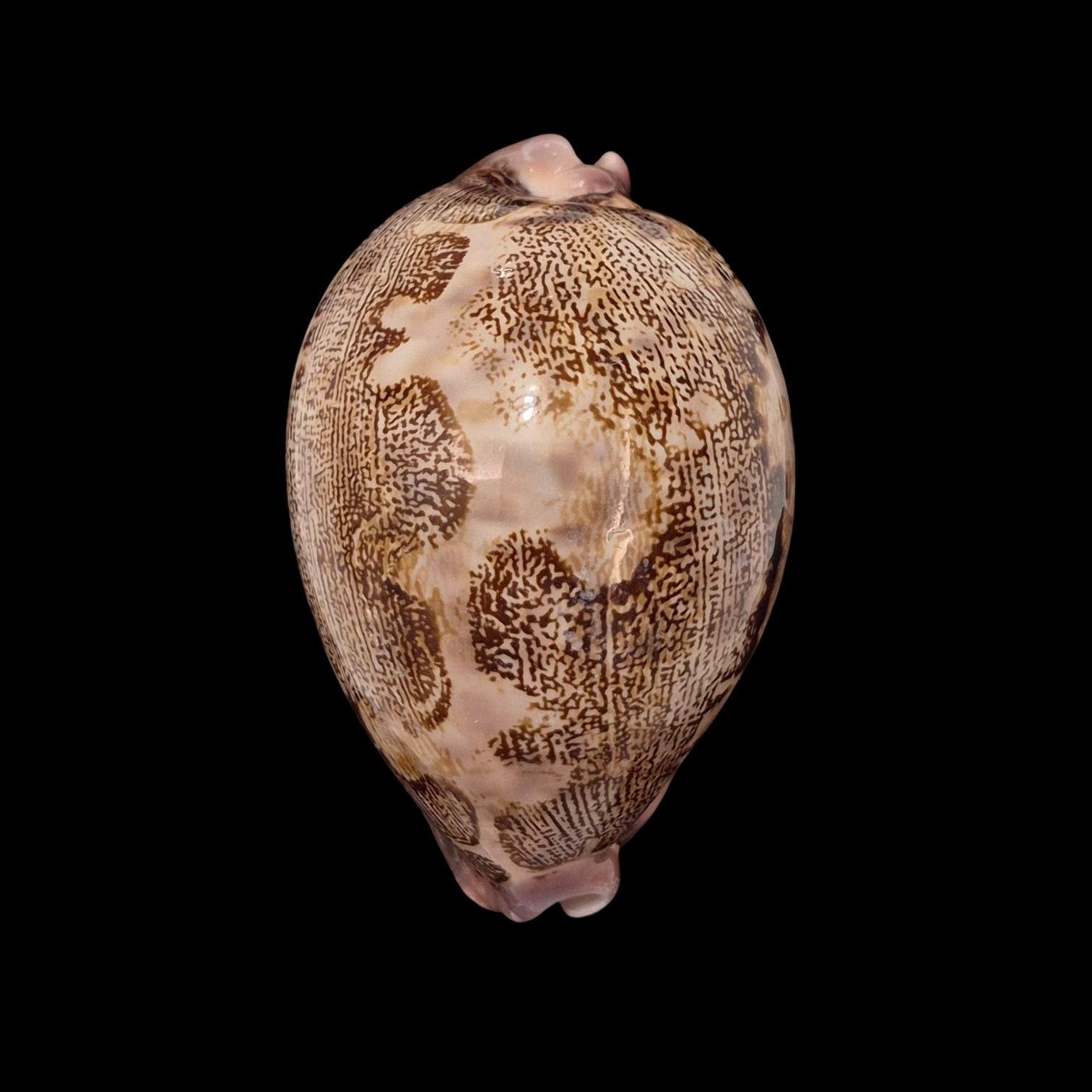 BC022 Leporicypraea mappa rosea f. singularis