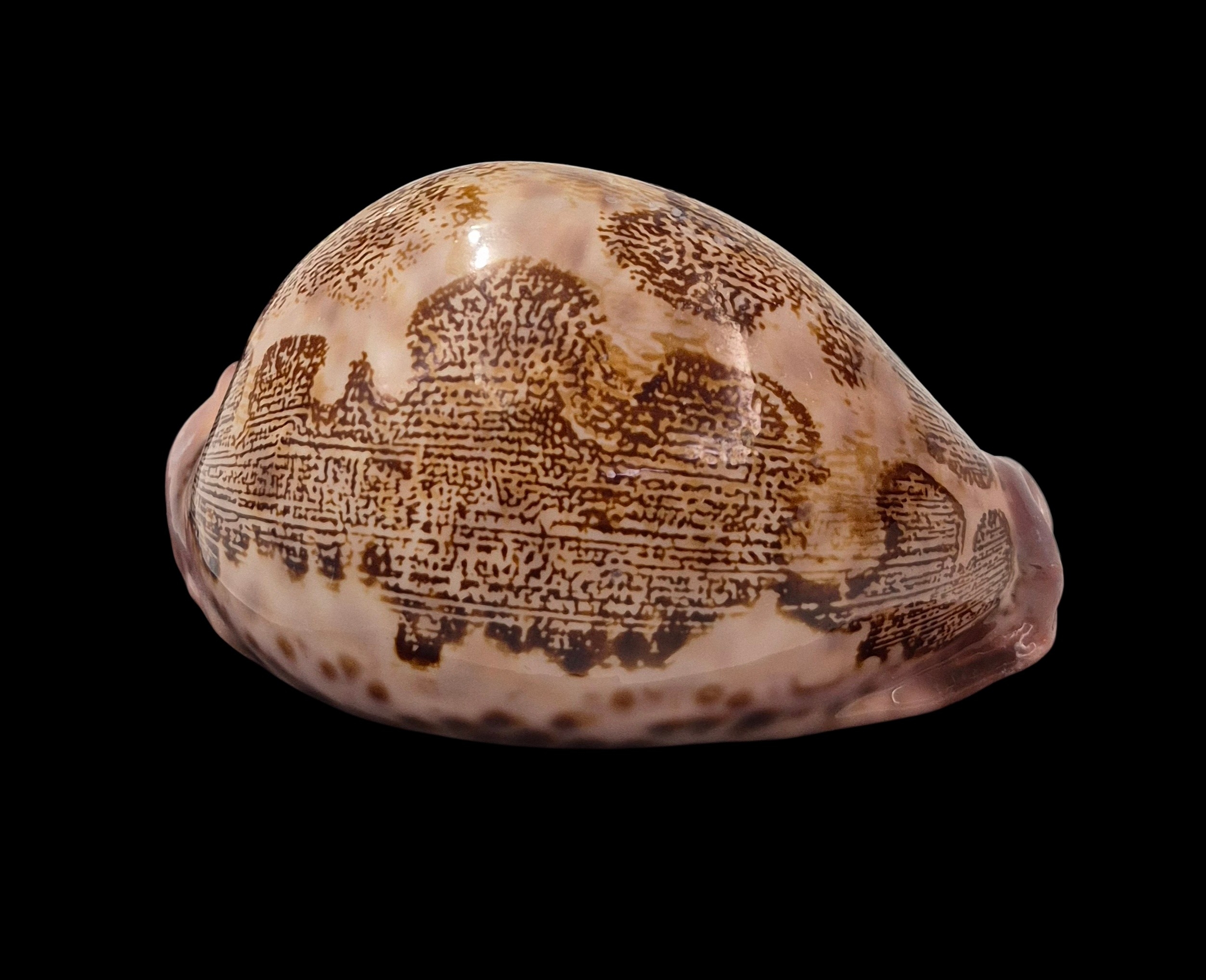 BC022 Leporicypraea mappa rosea f. singularis - Image 2