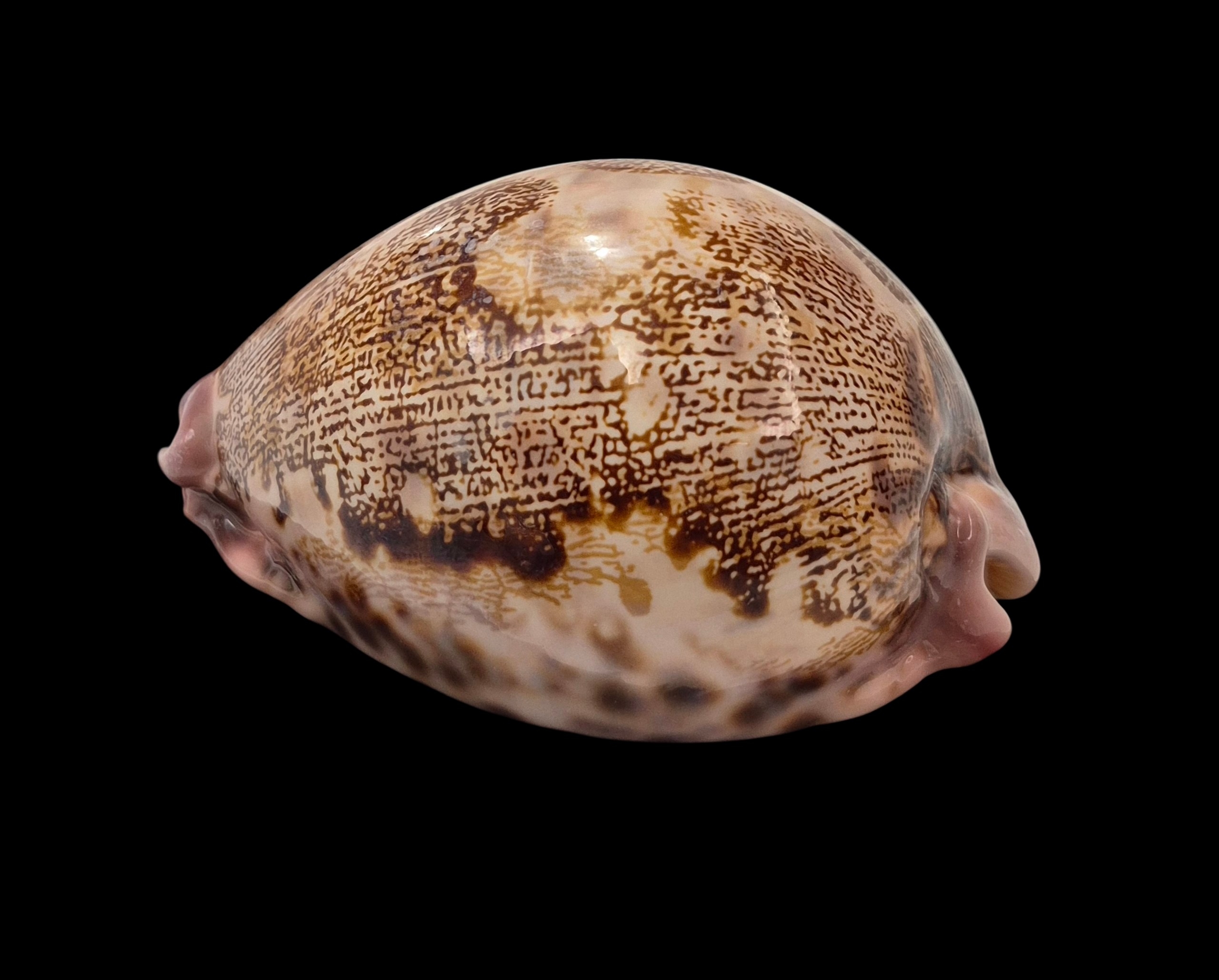 BC022 Leporicypraea mappa rosea f. singularis - Image 3