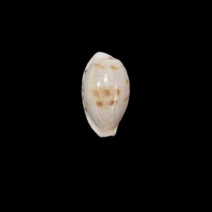 BC222 Talostolida pseudoteres