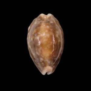 BC301 Lyncina vitellus - ROSTRATED