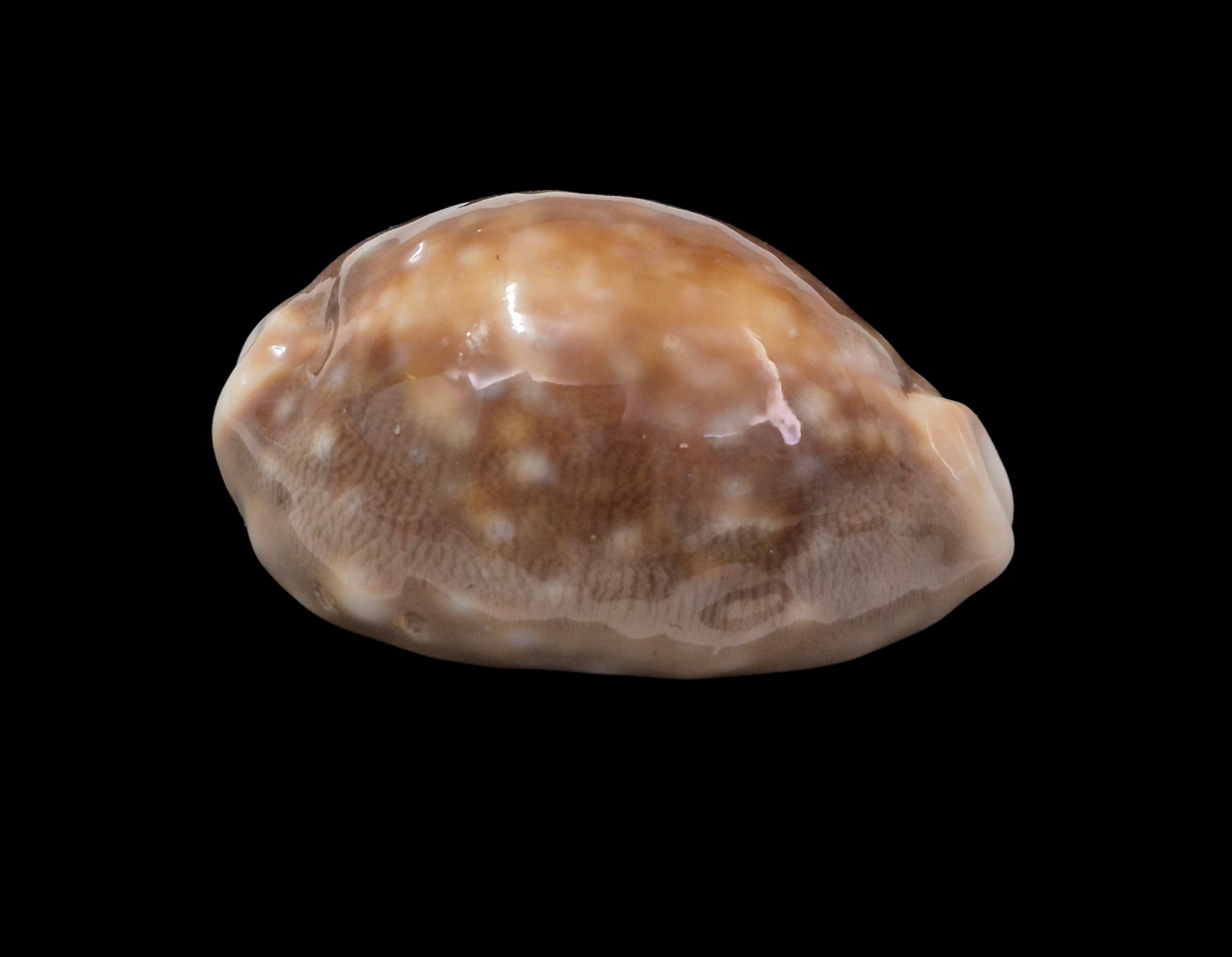 BC301 Lyncina vitellus - ROSTRATED - Image 2