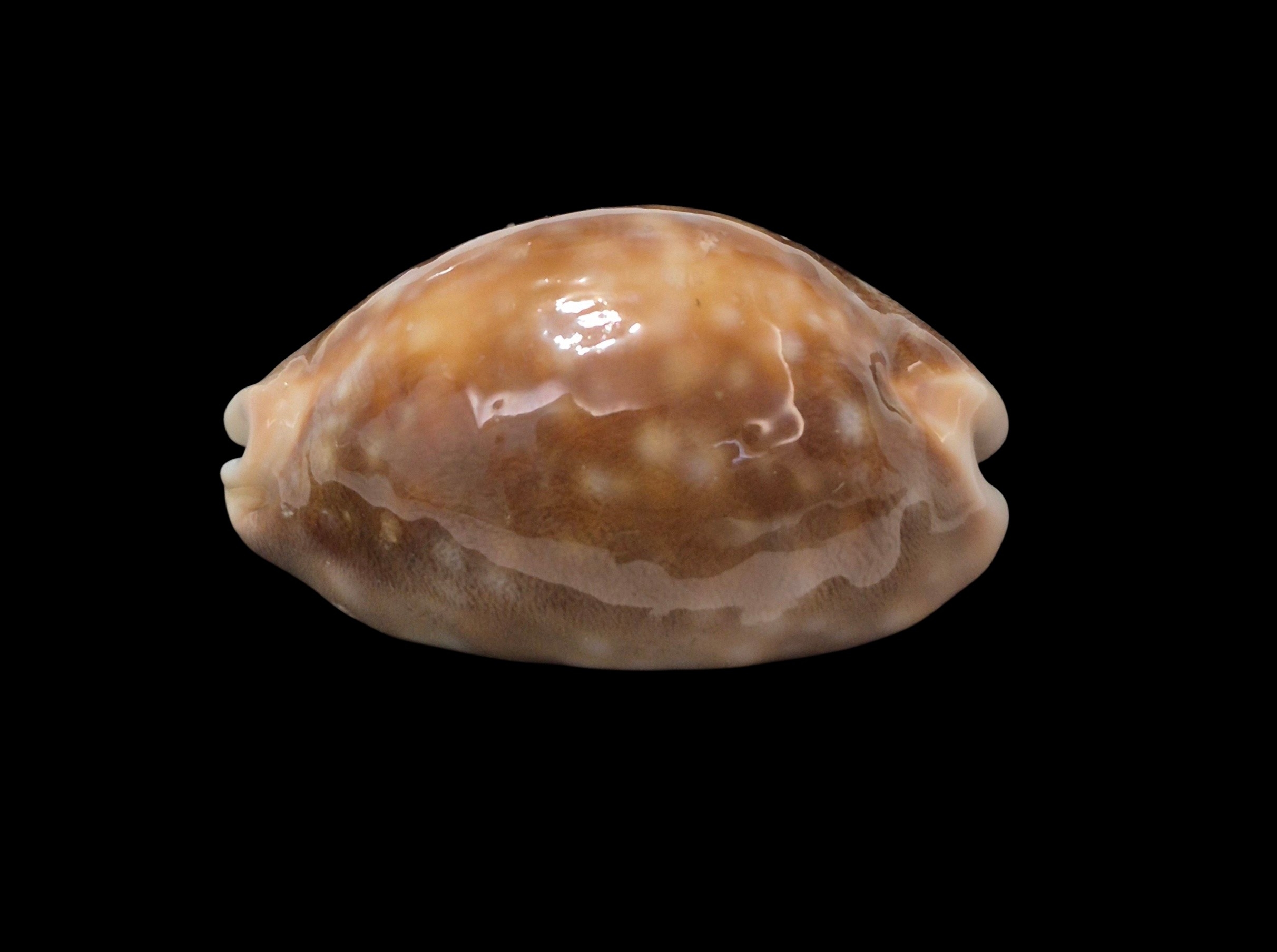 BC301 Lyncina vitellus - ROSTRATED - Image 4