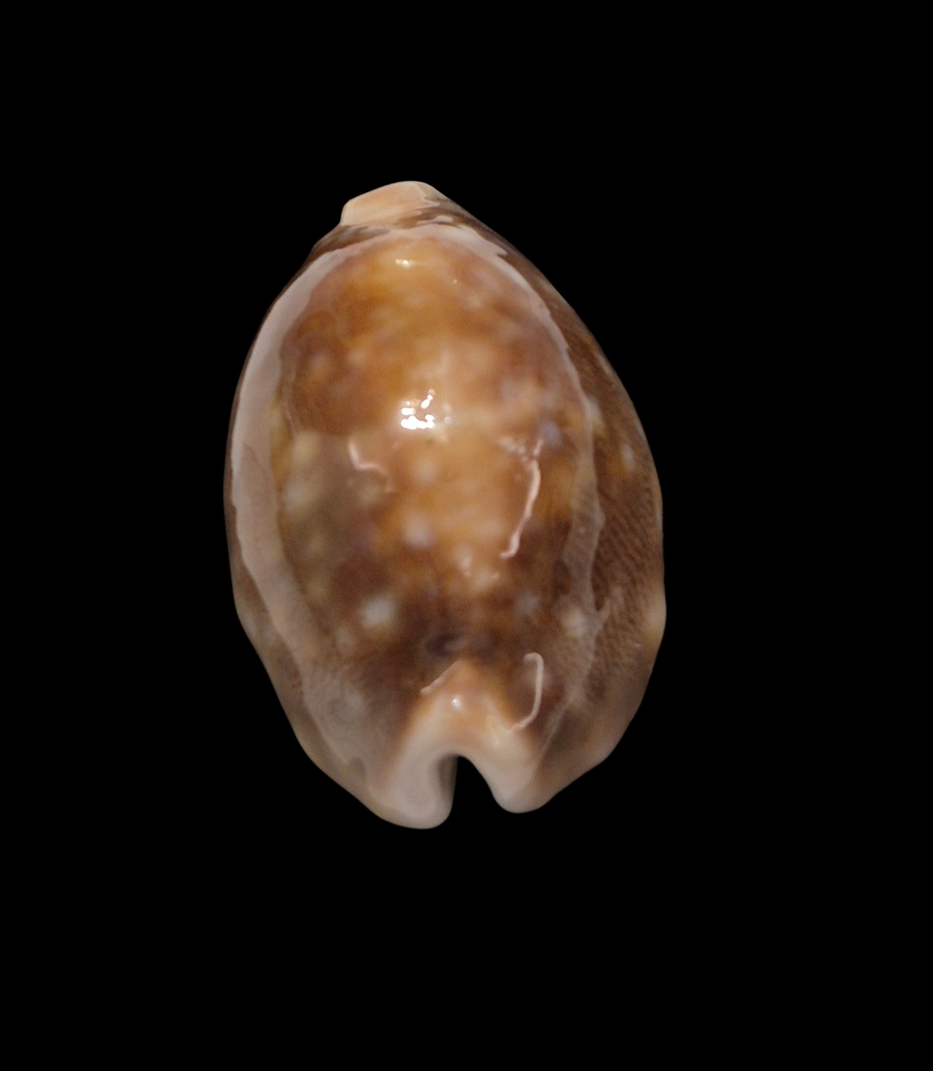 BC301 Lyncina vitellus - ROSTRATED - Image 5