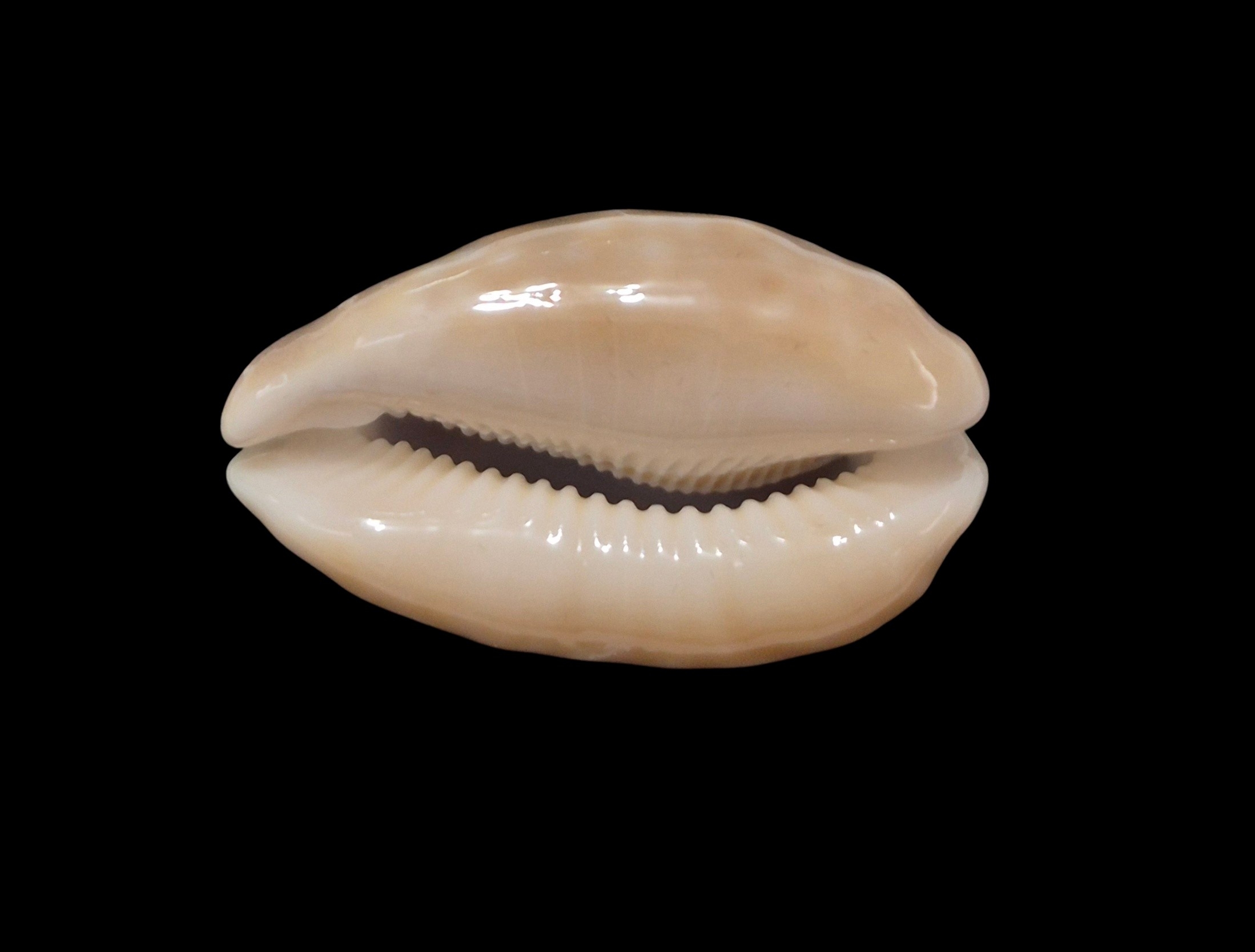 BC301 Lyncina vitellus - ROSTRATED - Image 3