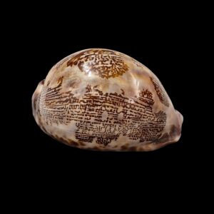 BC092 Leporicypraea mappa f. curvati - GREAT COLORS