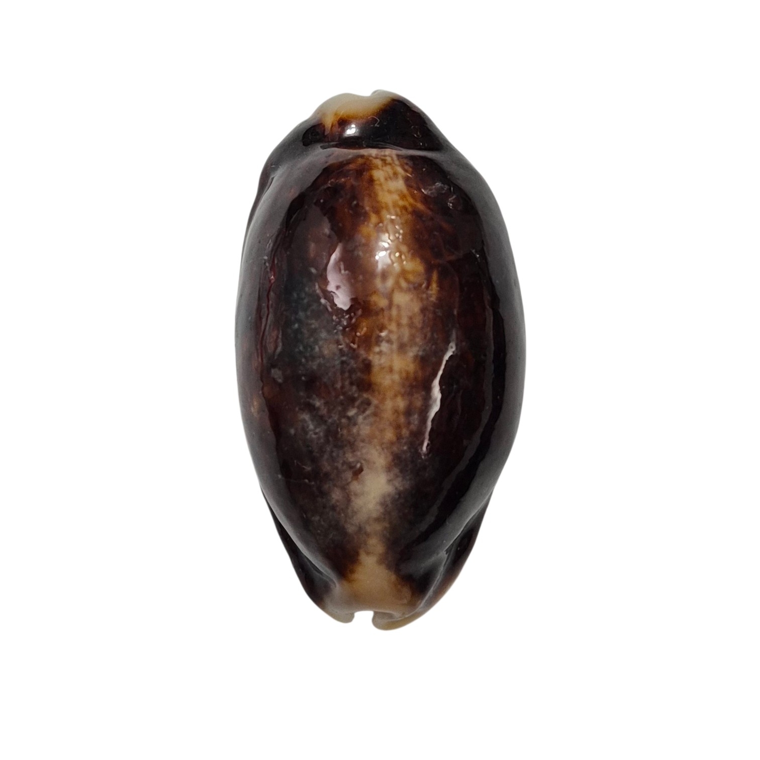 BC265 Mauritia eglantina - NIGER & ROSTRATED