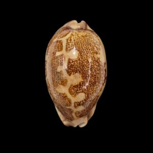 BC335 Leporicypraea mappa f. ultraviola