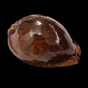 BC018 Trona stercoraria - REDDISH BEAUTY
