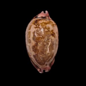 BC130 Leporicypraea mappa panerythra - GREAT ROSTRATION