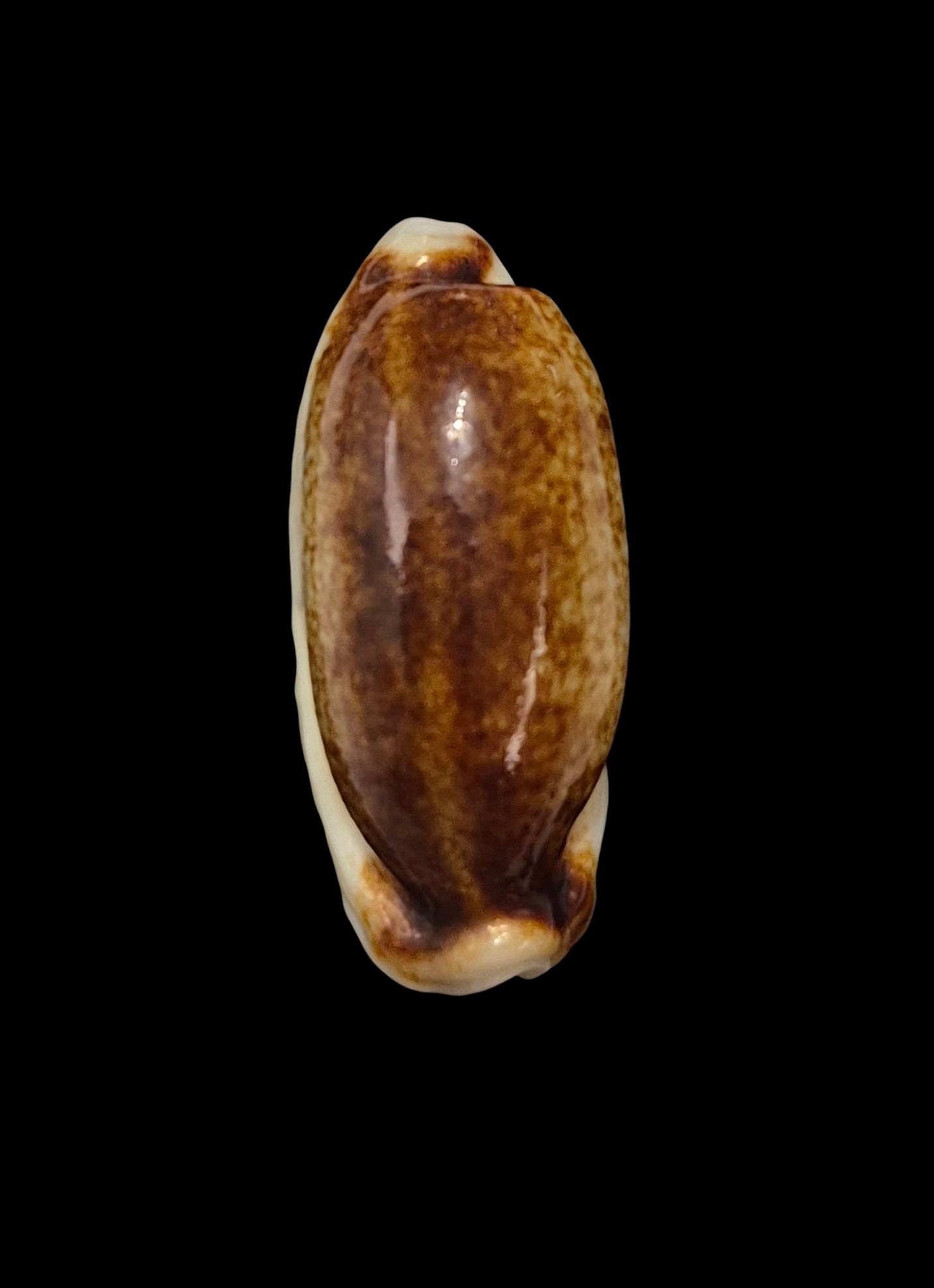 BC257 Erronea cylindrica - NIGER and ROSTRATED - Image 3