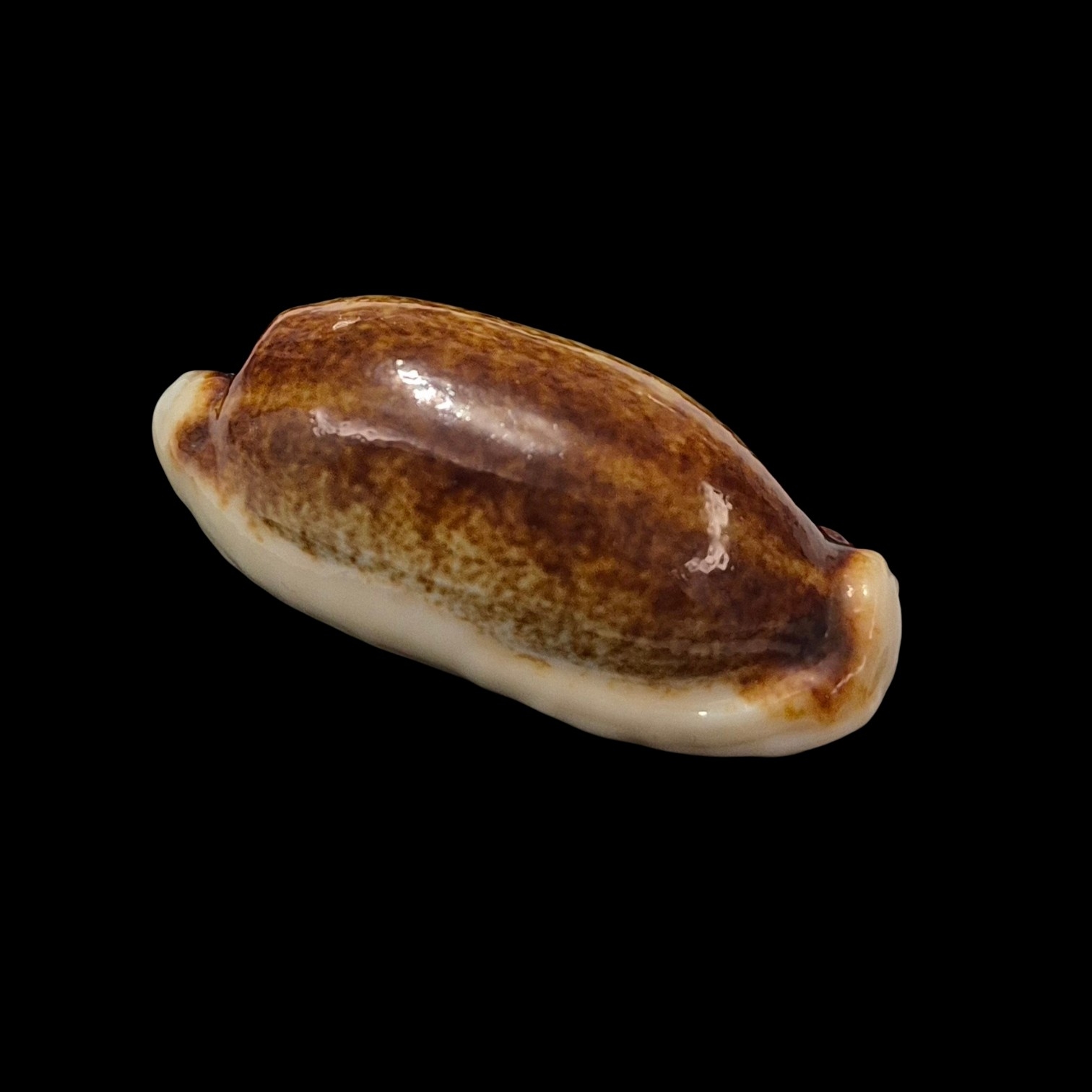 BC257 Erronea cylindrica - NIGER and ROSTRATED