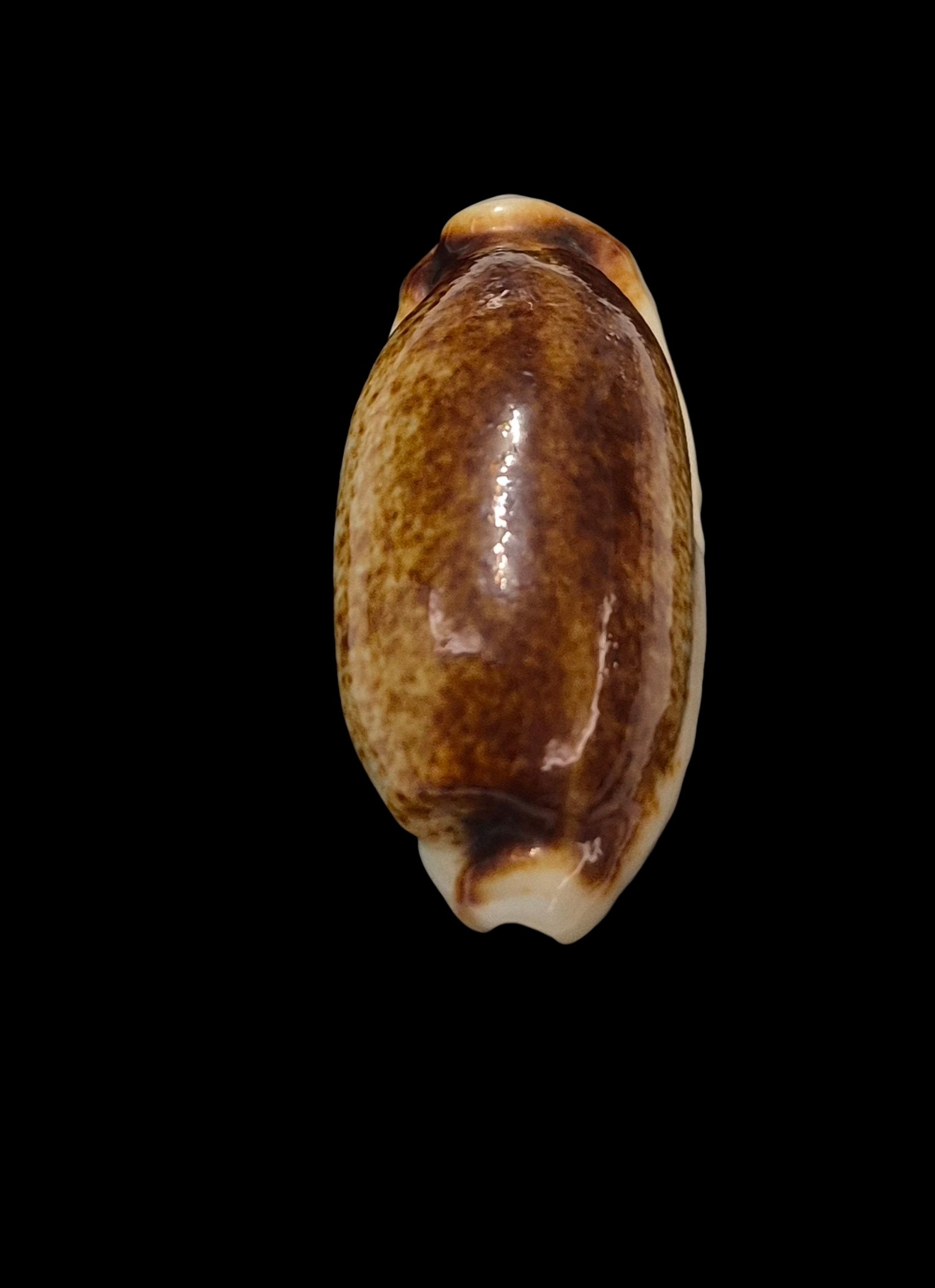 BC257 Erronea cylindrica - NIGER and ROSTRATED - Image 6