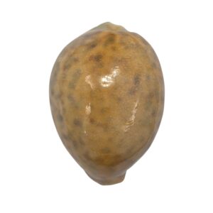 BC104 Cypraea tigris - YELLOW