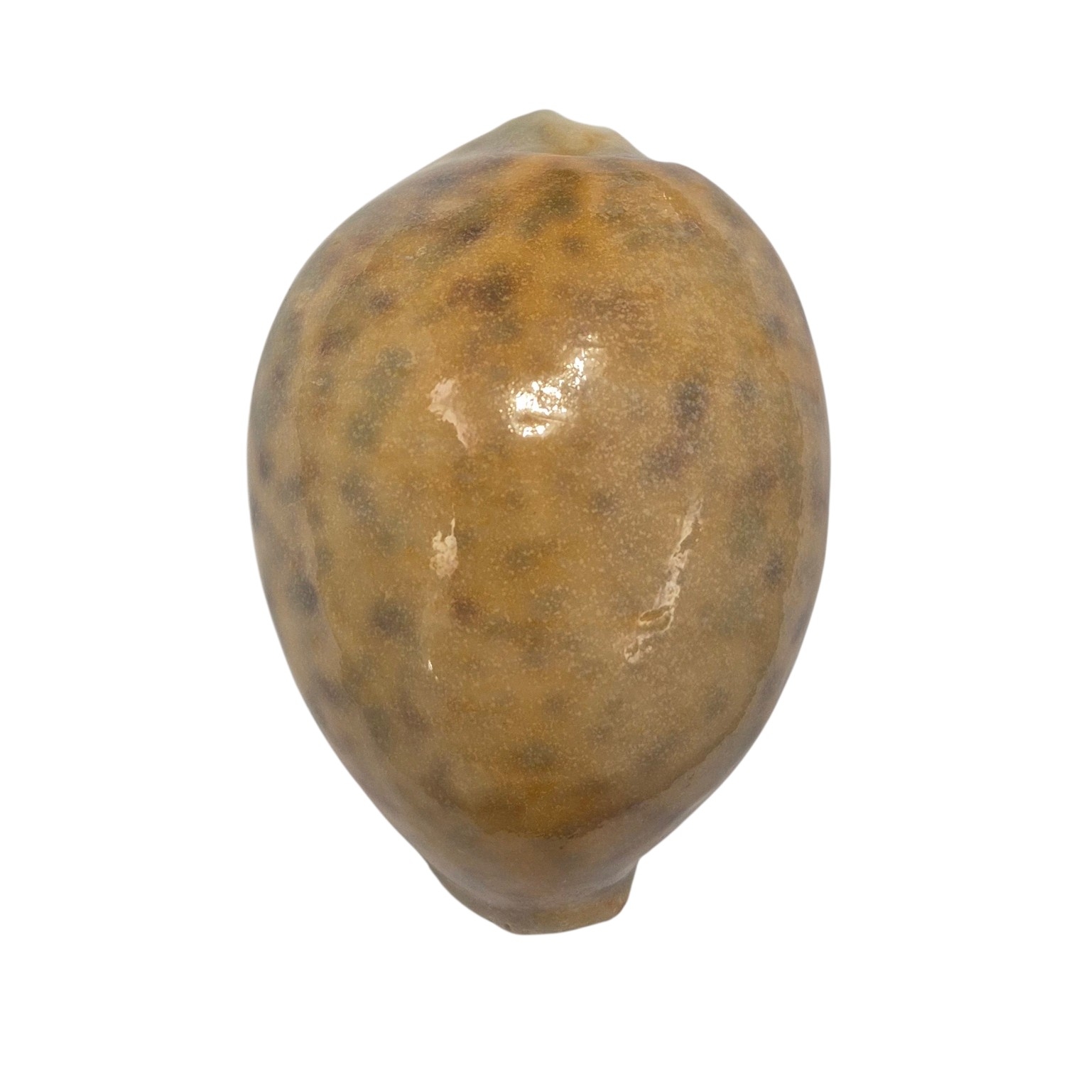 BC104 Cypraea tigris - YELLOW