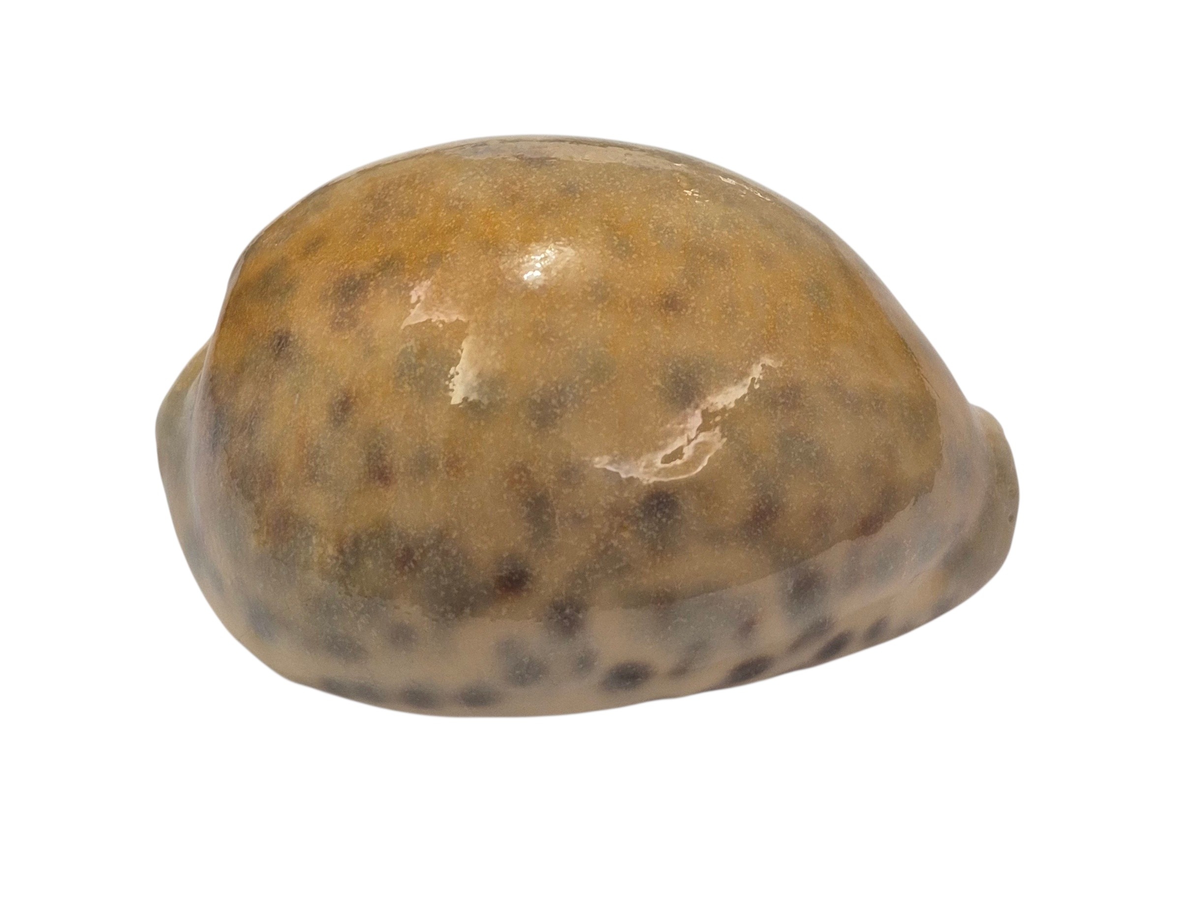 BC104 Cypraea tigris - YELLOW - Image 2