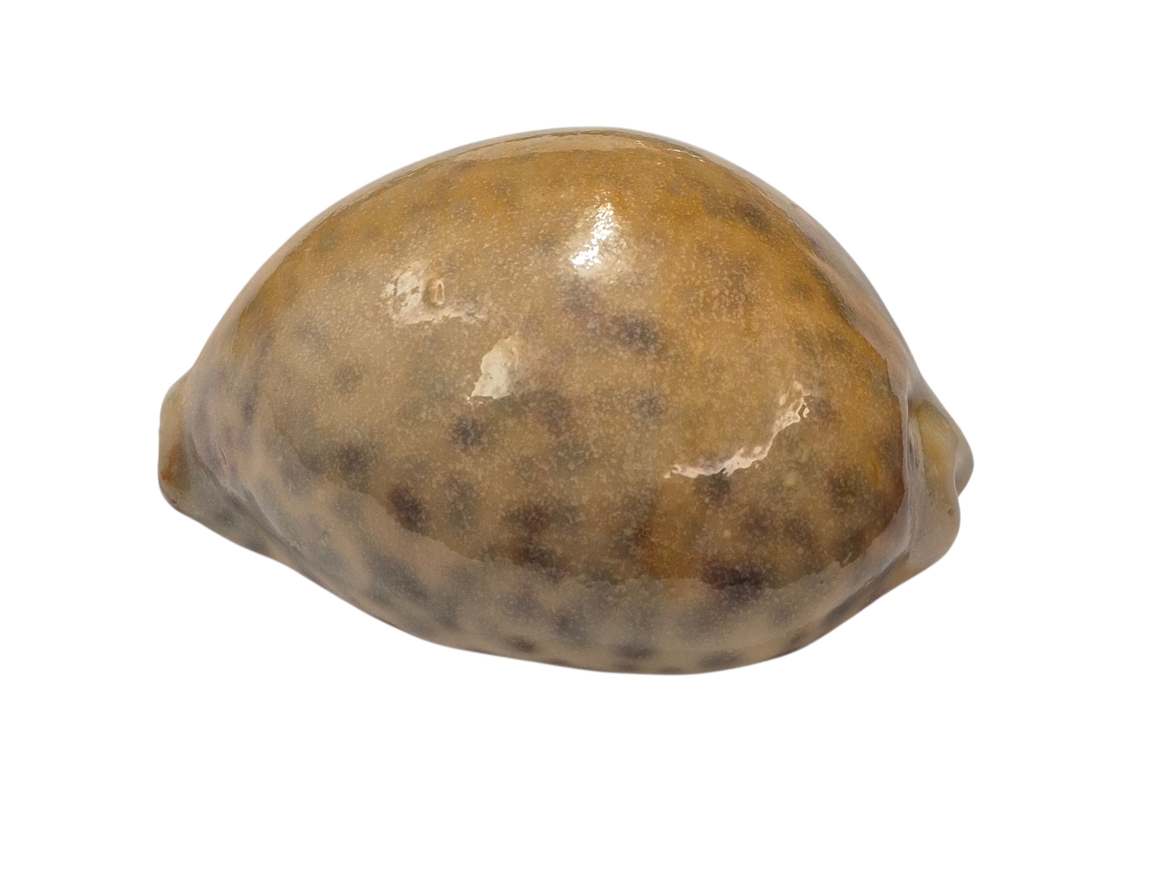 BC104 Cypraea tigris - YELLOW - Image 3