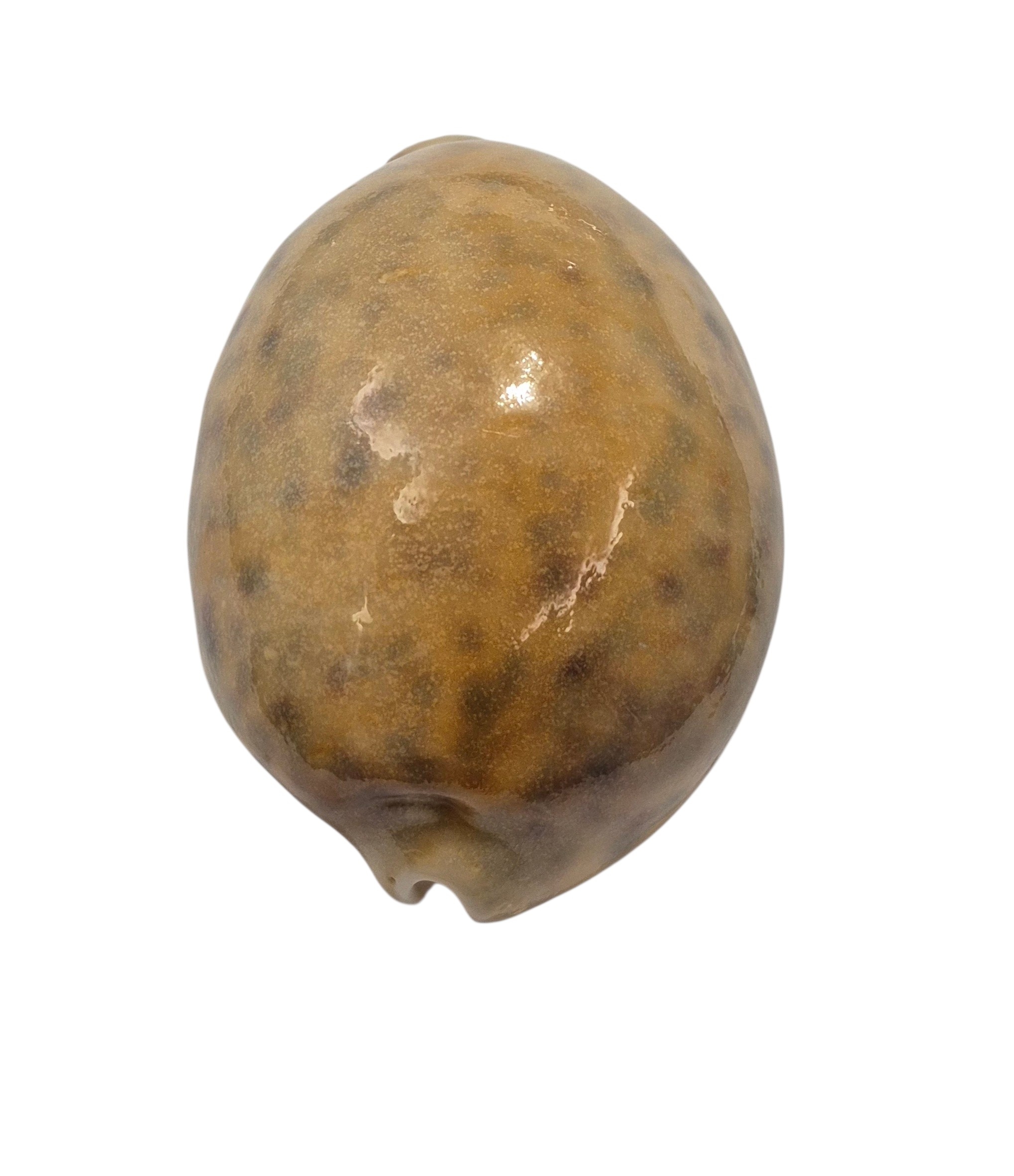 BC104 Cypraea tigris - YELLOW - Image 4