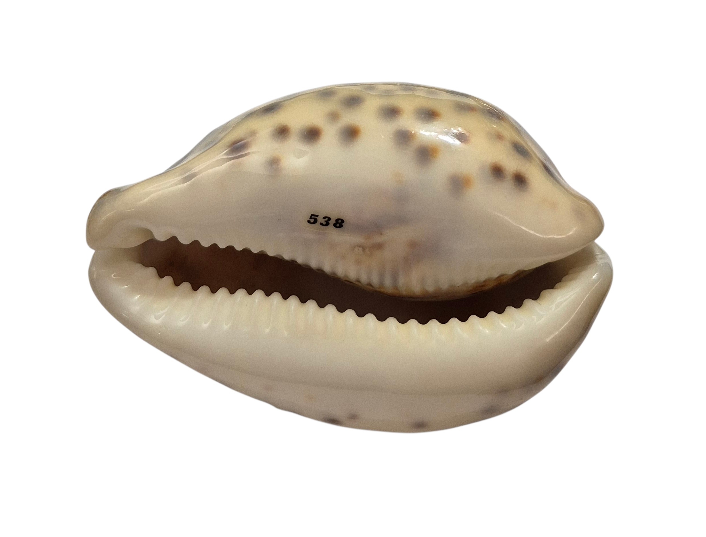 BC104 Cypraea tigris - YELLOW - Image 5