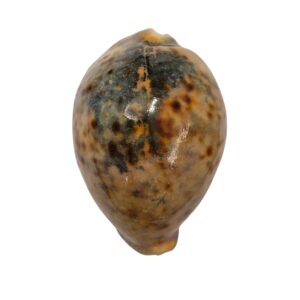 BC221 Cypraea tigris - ORANGE and BLACK