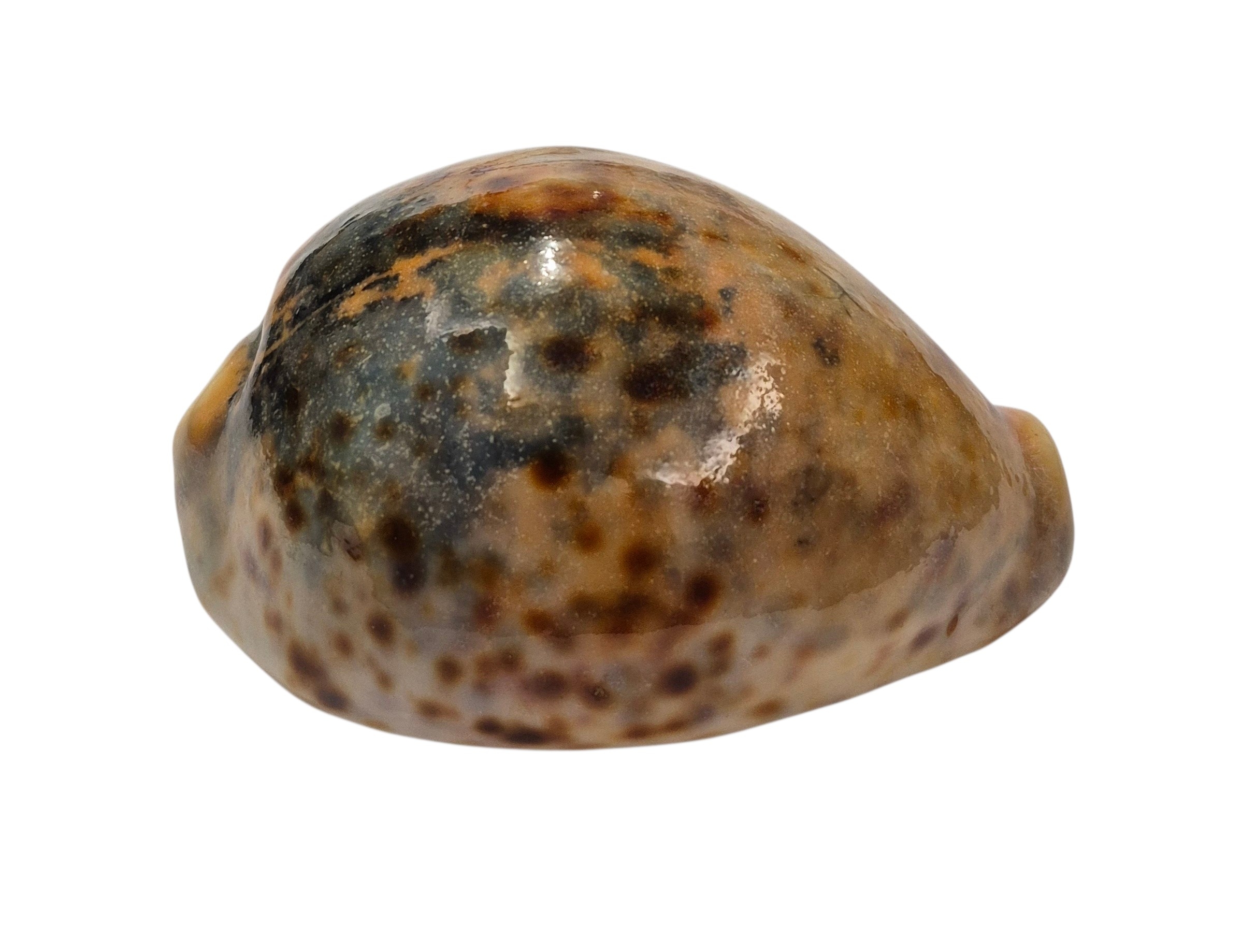 BC221 Cypraea tigris - ORANGE and BLACK - Image 2